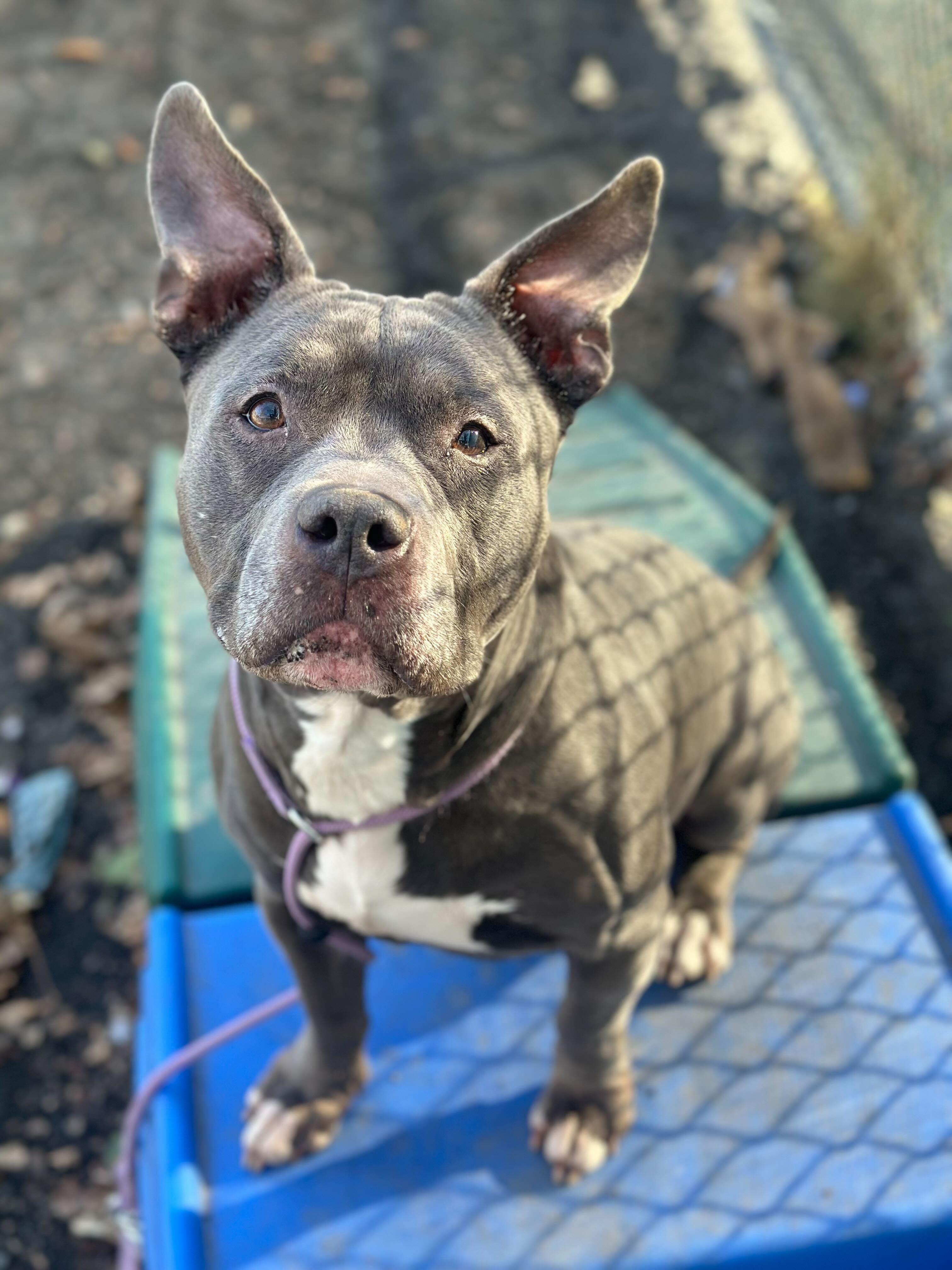 Smidge, ADOPTABLE, Adult Male American Staffordshire Terrier.