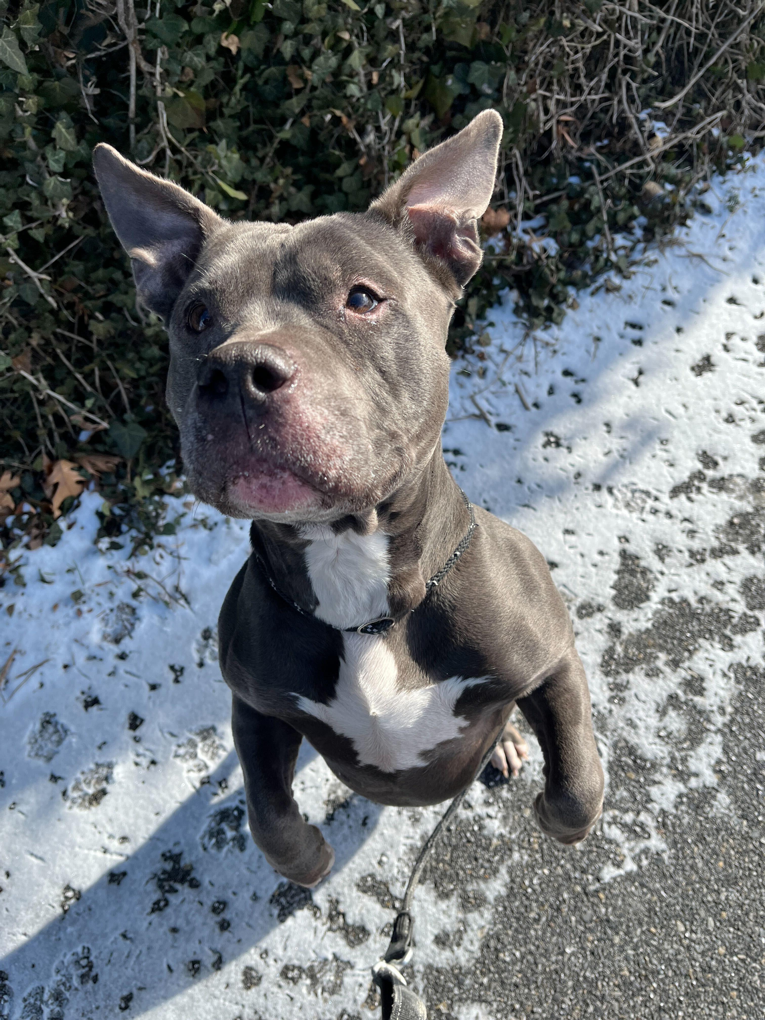 Enlarge Smidge, a ADOPTABLE mixed breed in Conshohocken, PA image 3/5