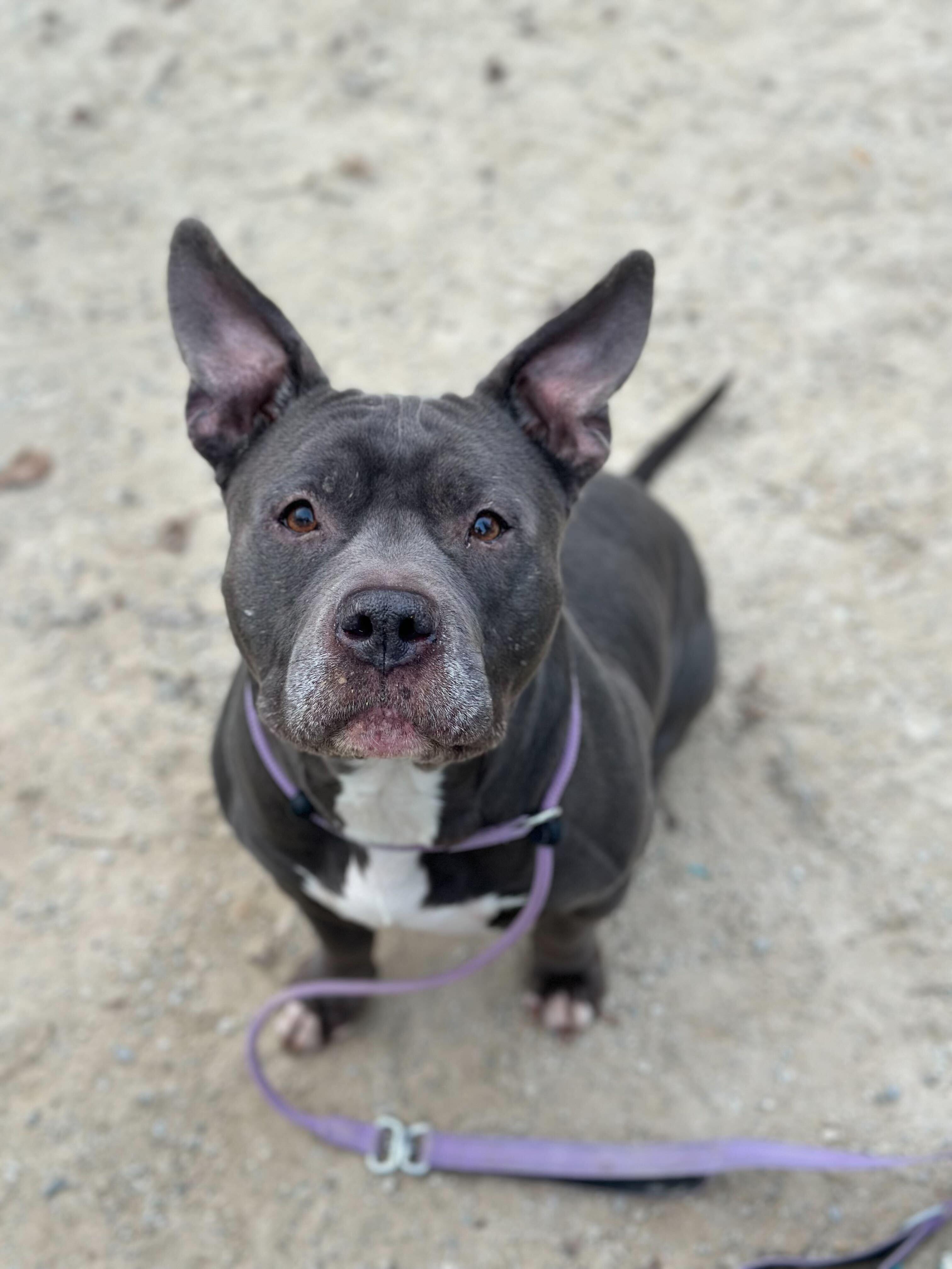 Enlarge Smidge, a ADOPTABLE mixed breed in Conshohocken, PA image 5/5