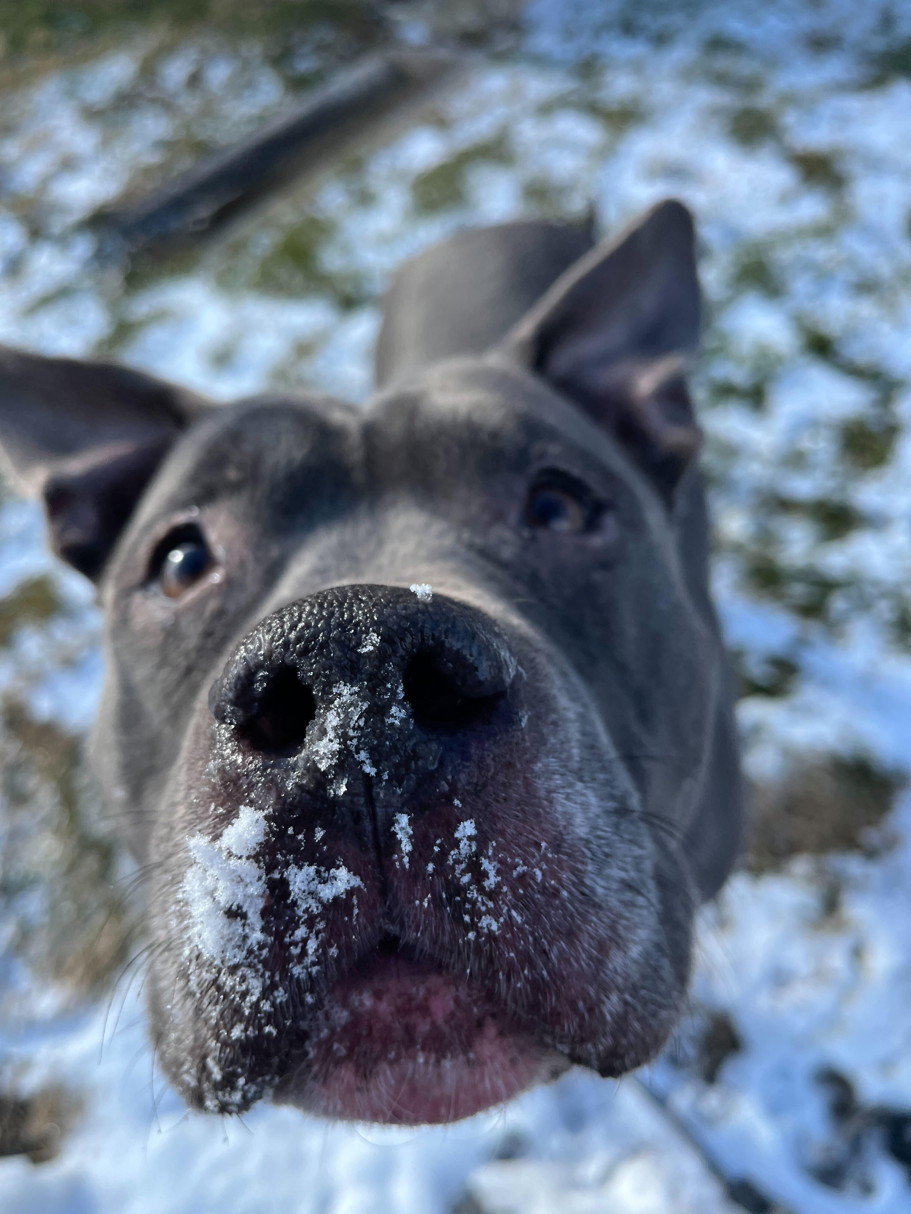 Enlarge Smidge, a ADOPTABLE mixed breed in Conshohocken, PA image 2/5