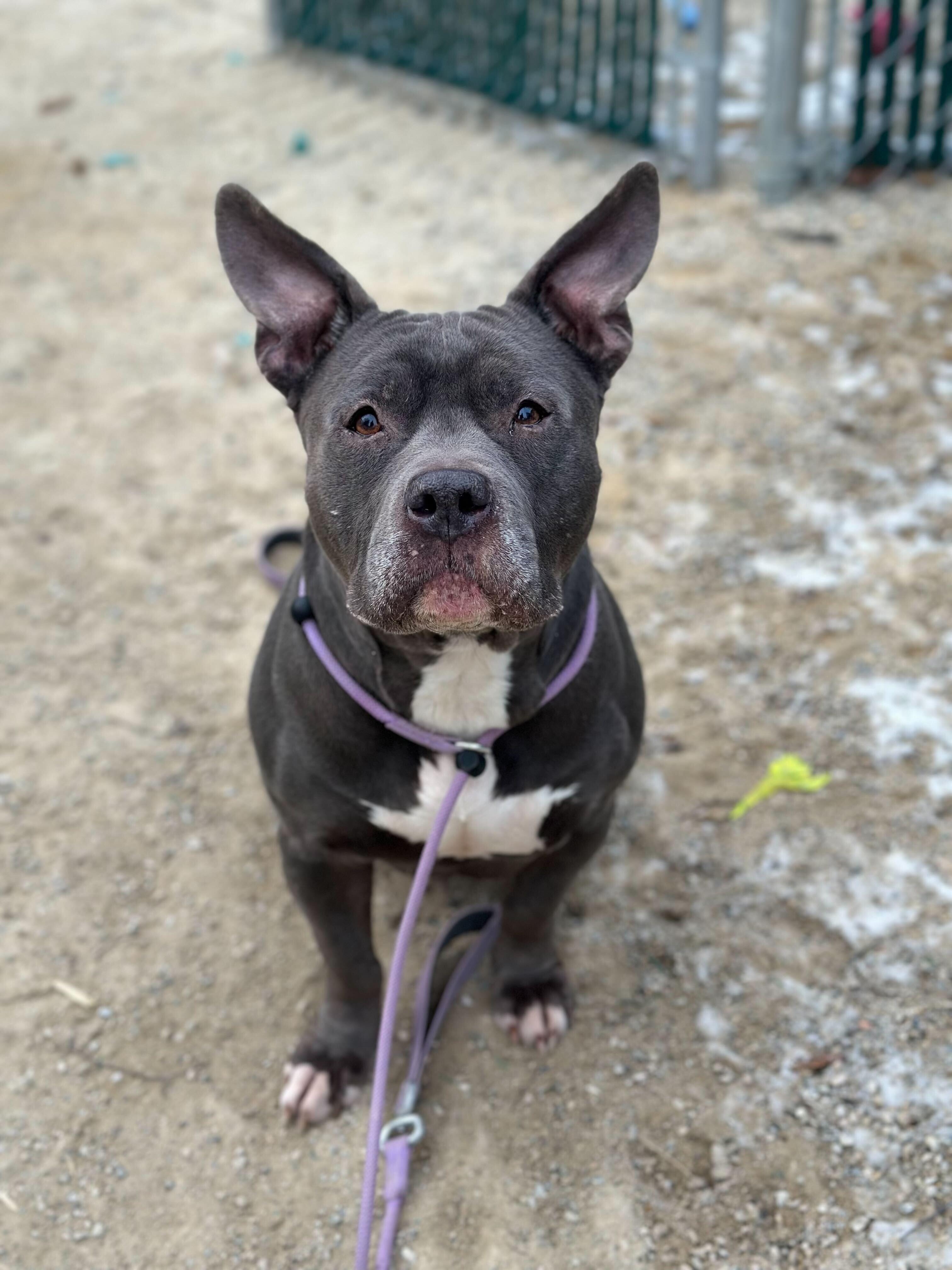 Enlarge Smidge, a ADOPTABLE mixed breed in Conshohocken, PA image 4/5