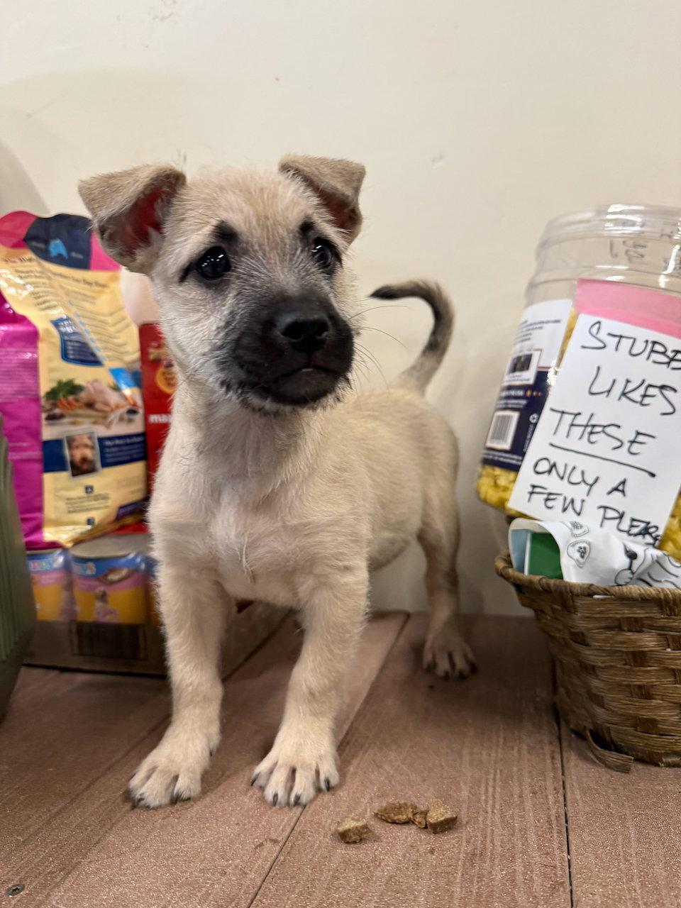 Katalyna, Adopted, Puppy Female Terrier & Cockapoo.