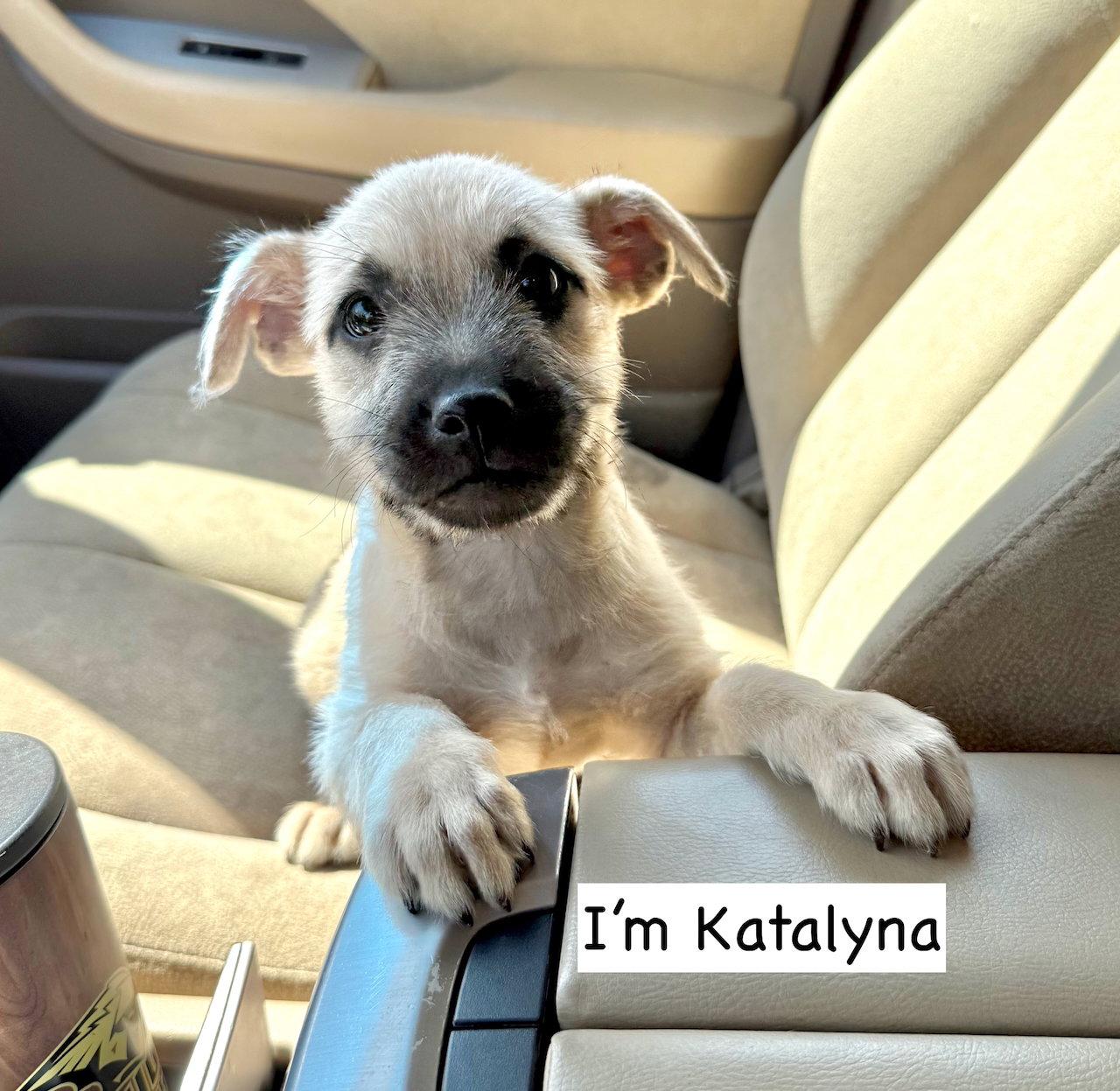 Enlarge Katalyna, a Adopted mixed breed in GILBERTS, IL image 2/2