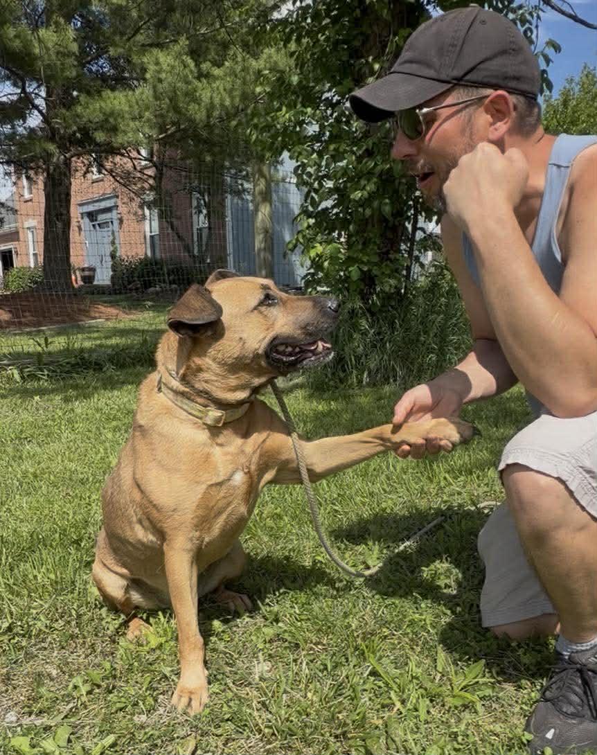 Molly  ***foster or adopt***, Adoptable, Adult Female Shepherd & Terrier.