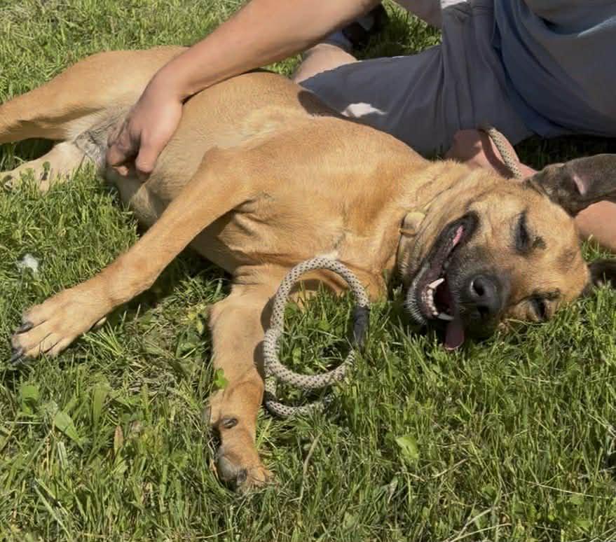 Enlarge Molly  ***foster or adopt***, a Adoptable mixed breed in Plain City, OH image 2/5