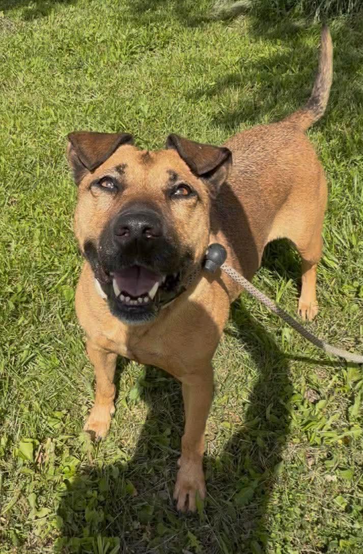 Enlarge Molly  ***foster or adopt***, a Adoptable mixed breed in Plain City, OH image 3/5