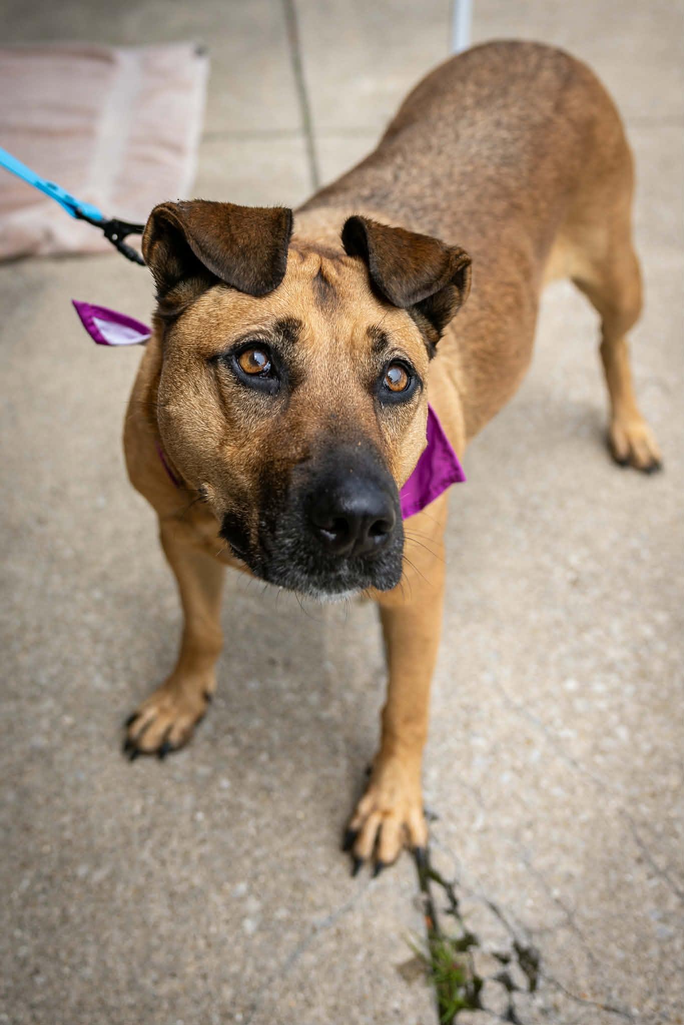 Enlarge Molly  ***foster or adopt***, a Adoptable mixed breed in Plain City, OH image 4/5