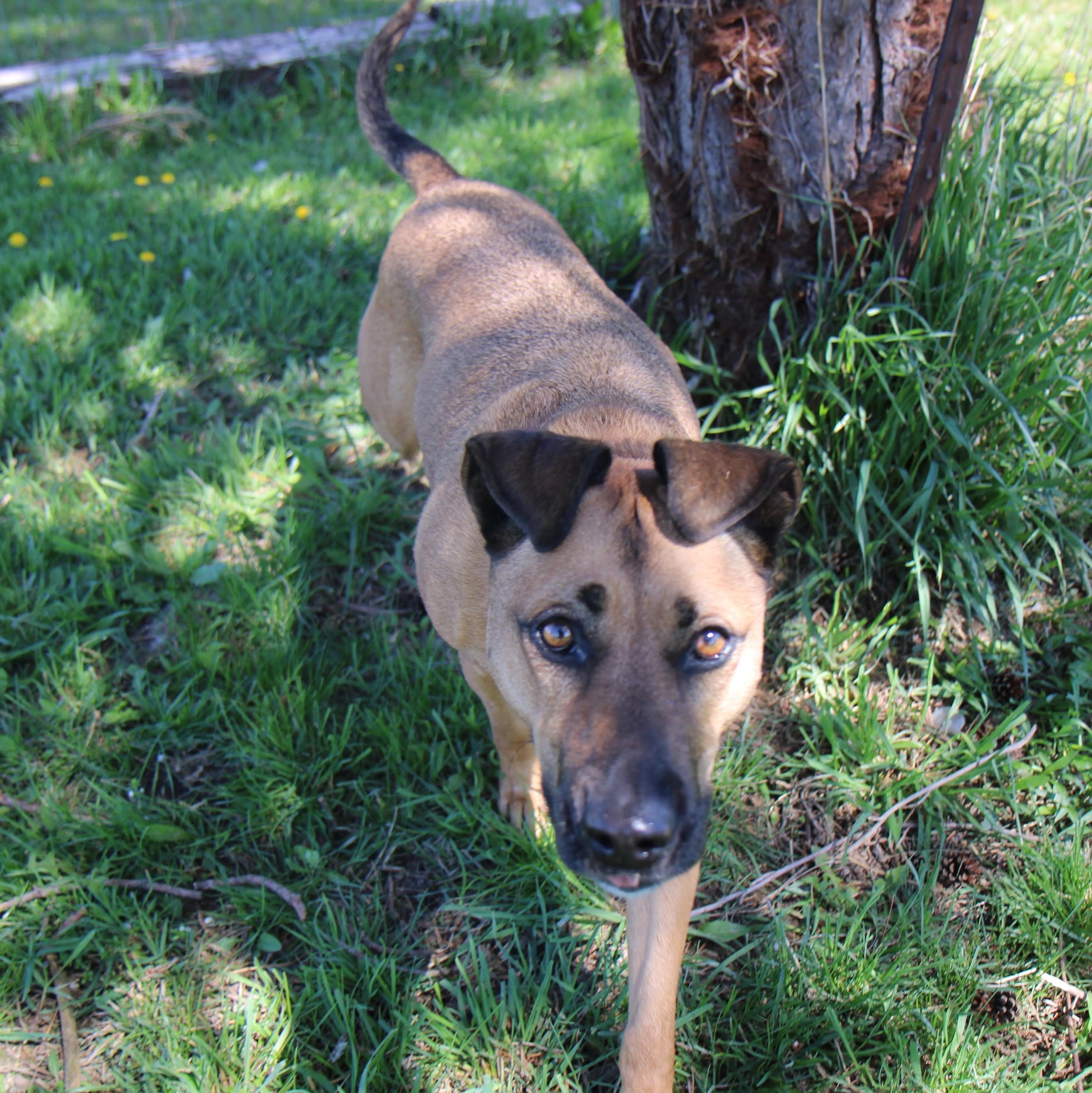 Enlarge Molly  ***foster or adopt***, a Adoptable mixed breed in Plain City, OH image 5/5