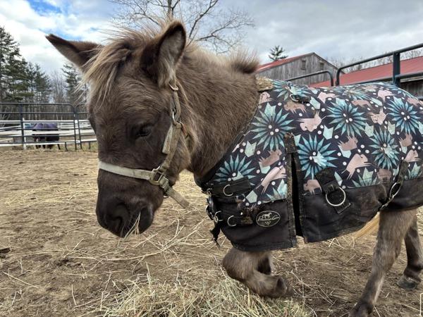 Dash - Adoption Pending!, Adoptable, Adult Male Donkey.