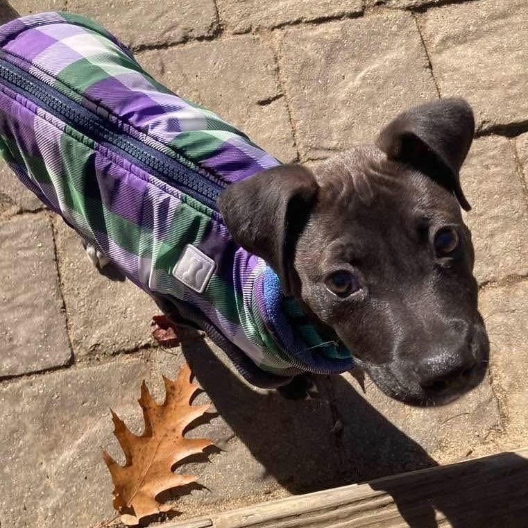 ASHER - ARRIVED IN MAINE 11/01/25 - Tiny Puppy Alert