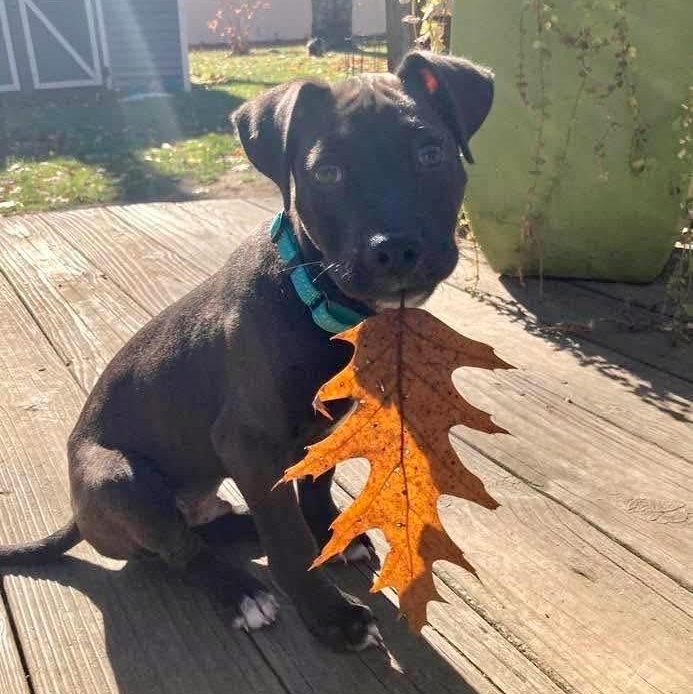 ASHER - ARRIVED IN MAINE 11/01/25 - Tiny Puppy Alert 1