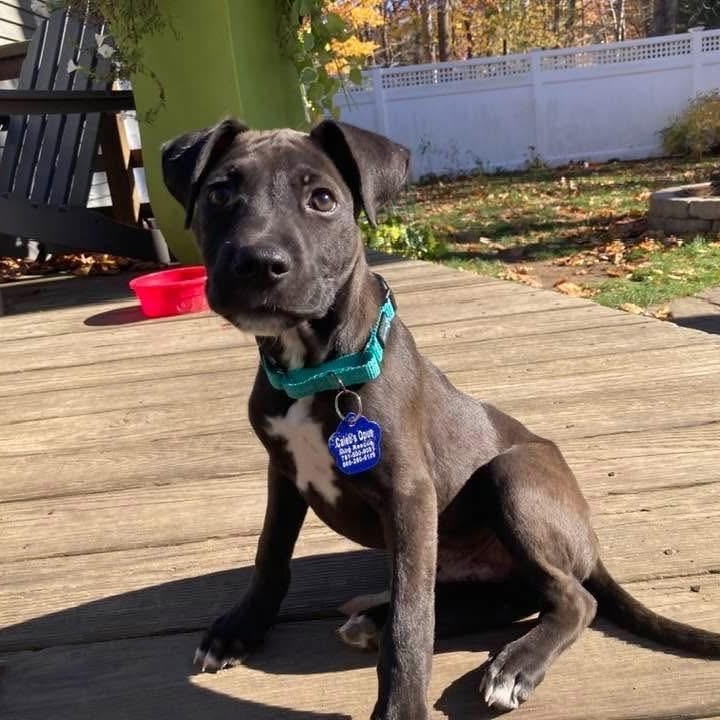 ASHER - ARRIVED IN MAINE 11/01/25 - Tiny Puppy Alert 6