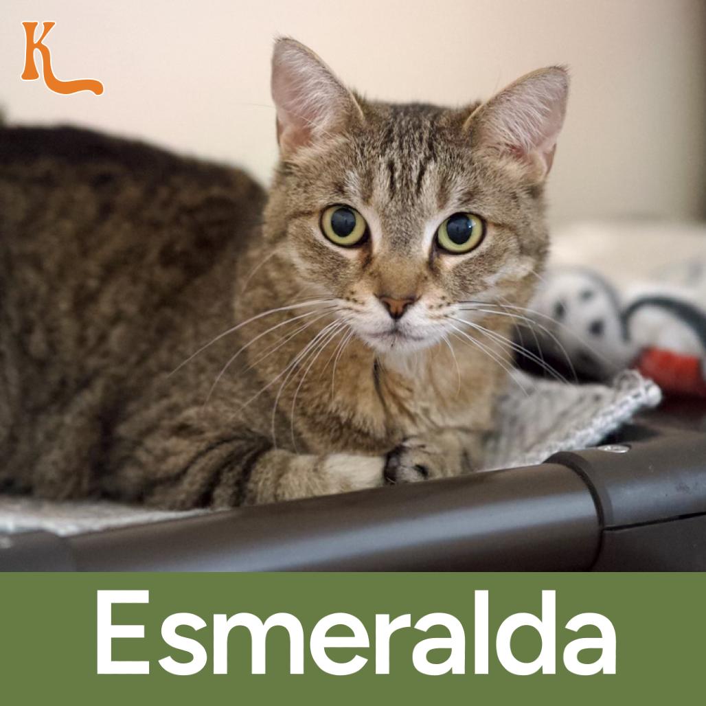 Esmerelda, Adoptable, Senior Female Domestic Short Hair & Domestic Short Hair.