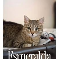 Enlarge Esmerelda, a Adoptable mixed breed in Desert Hot Springs, CA image 2/2