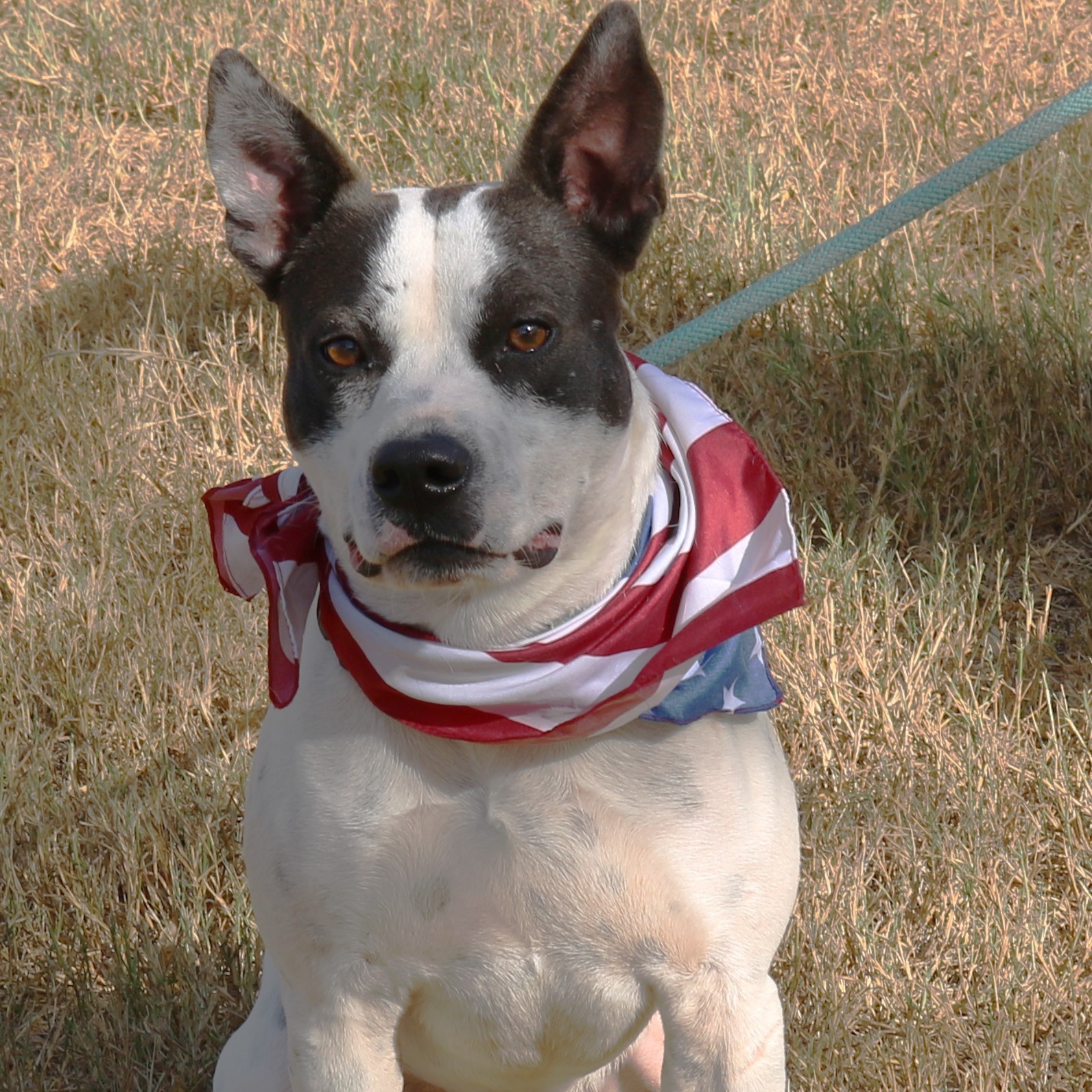 Buddy, Young Male American Bulldog