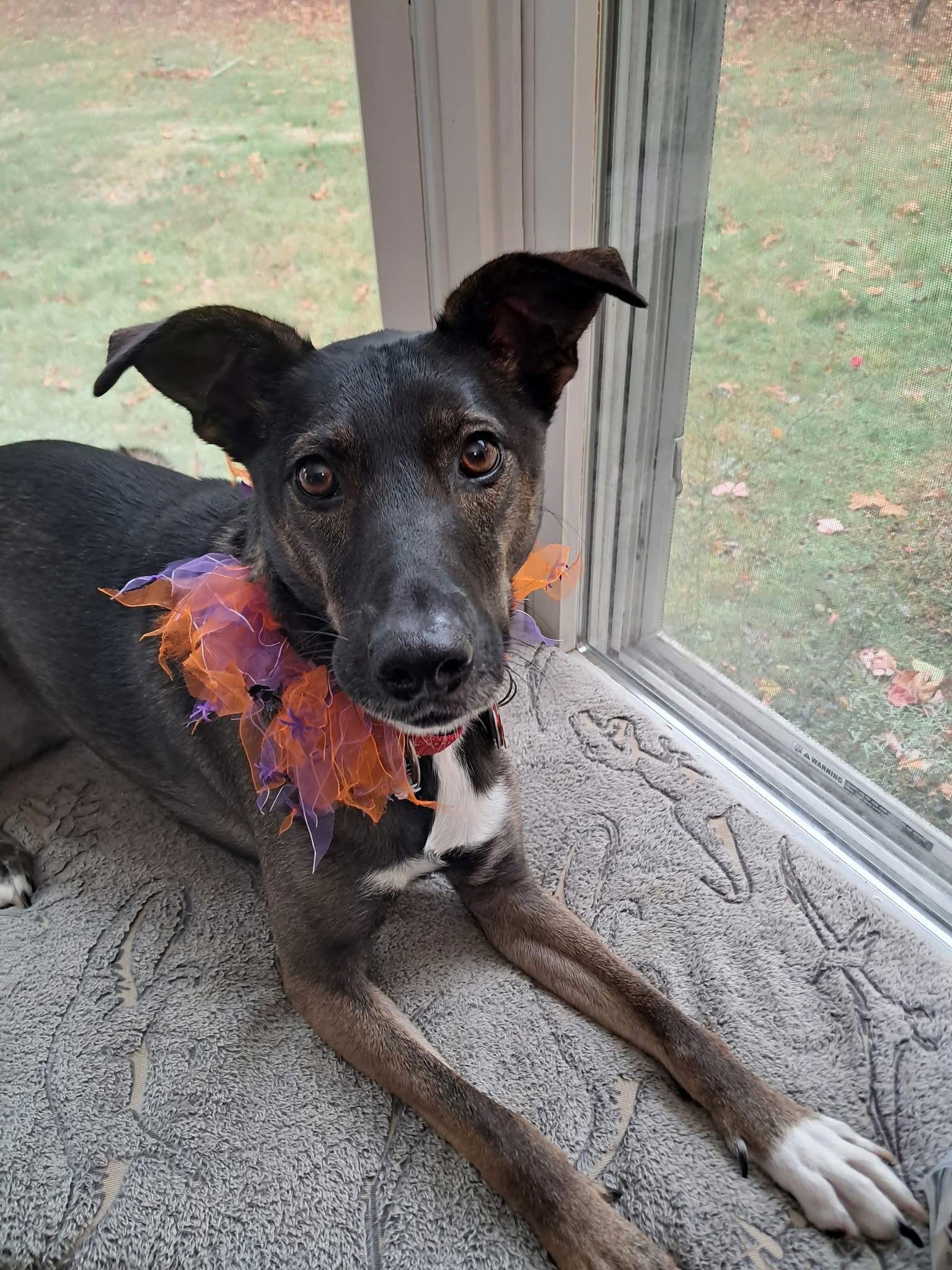 Enlarge Kaia *LOCAL*, a Adoptable Shepherd in Wakefield, RI image 1/3