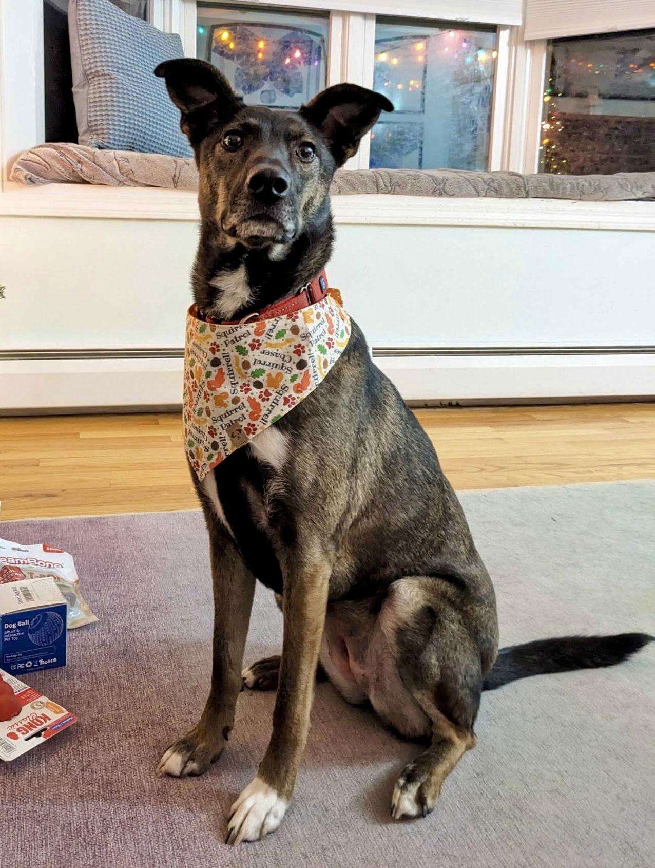 Enlarge Kaia *LOCAL*, a Adoptable Shepherd in Wakefield, RI image 1/3