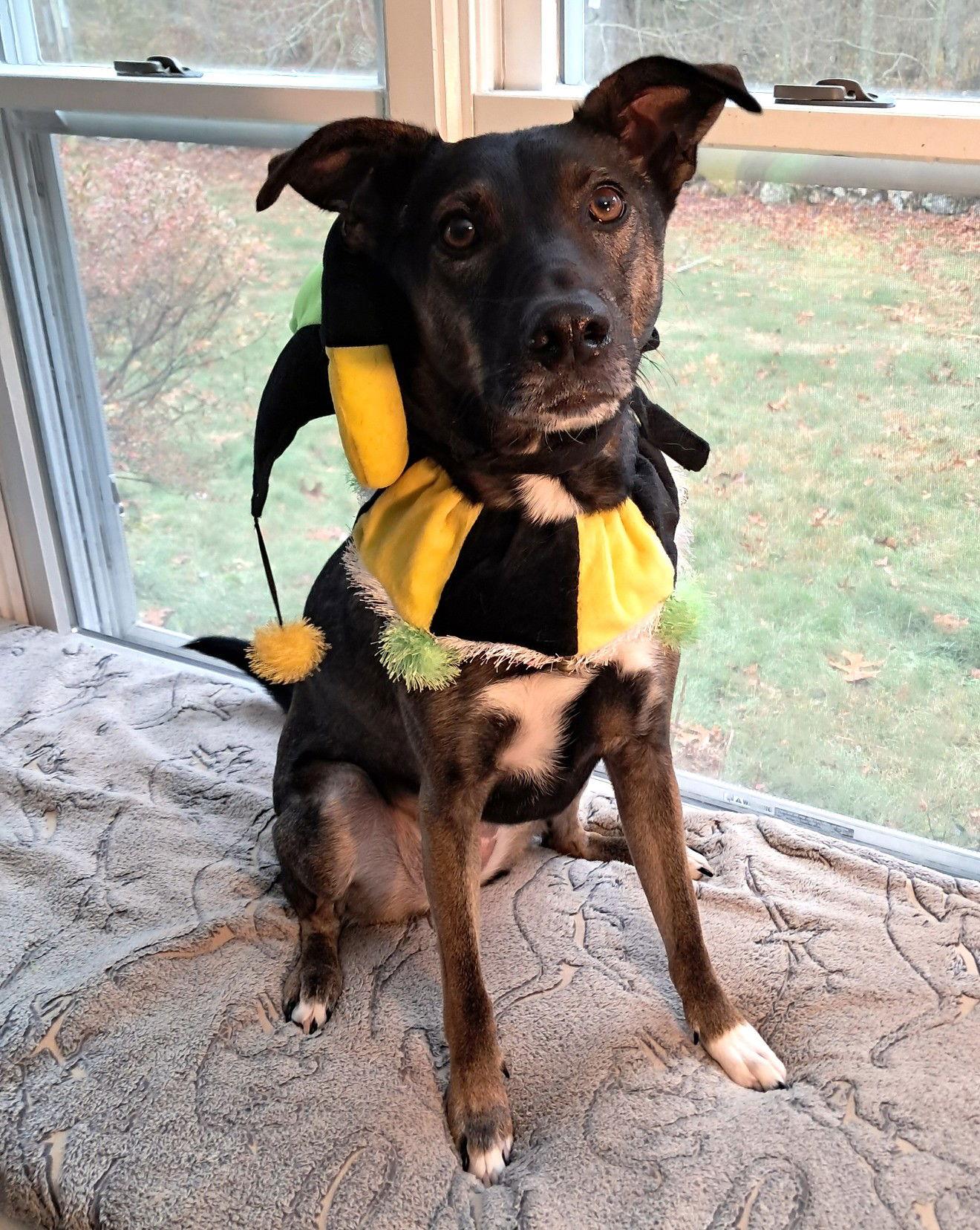 Enlarge Kaia *LOCAL*, a Adoptable Shepherd in Wakefield, RI image 2/3