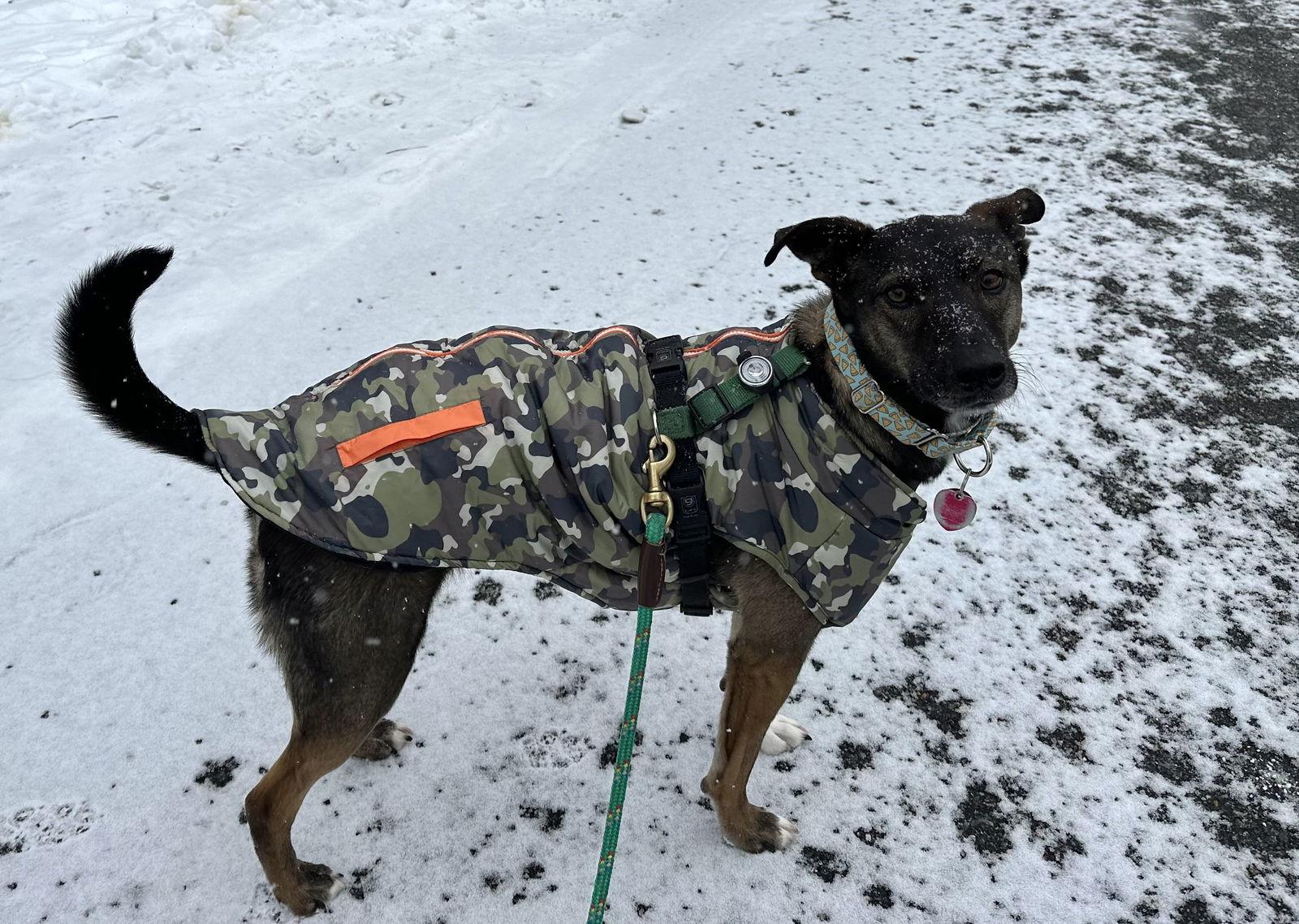 Enlarge Kaia *LOCAL*, a Adoptable Shepherd in Wakefield, RI image 2/3