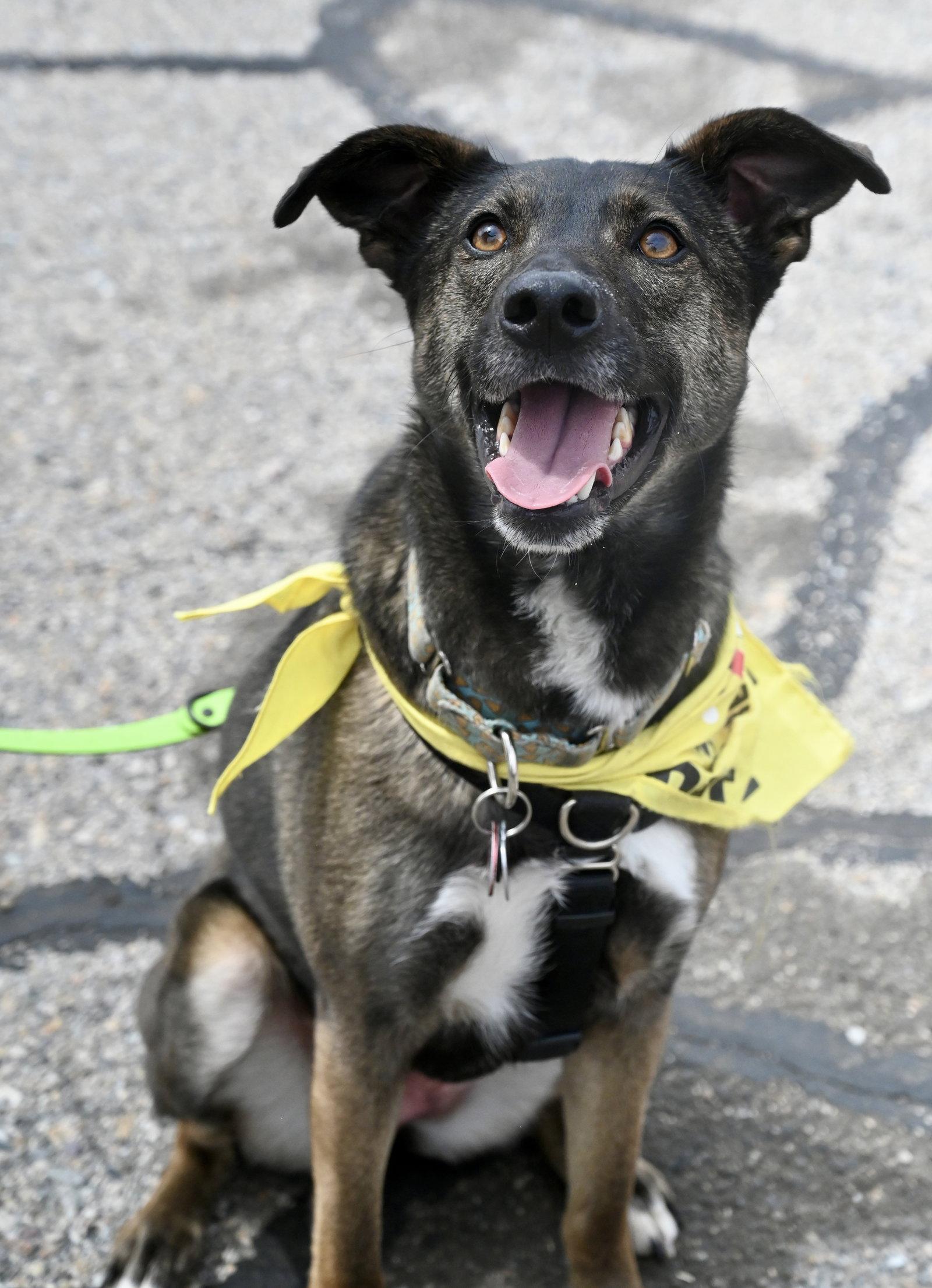 Enlarge Kaia *LOCAL*, a Adoptable Shepherd in Wakefield, RI image 3/3