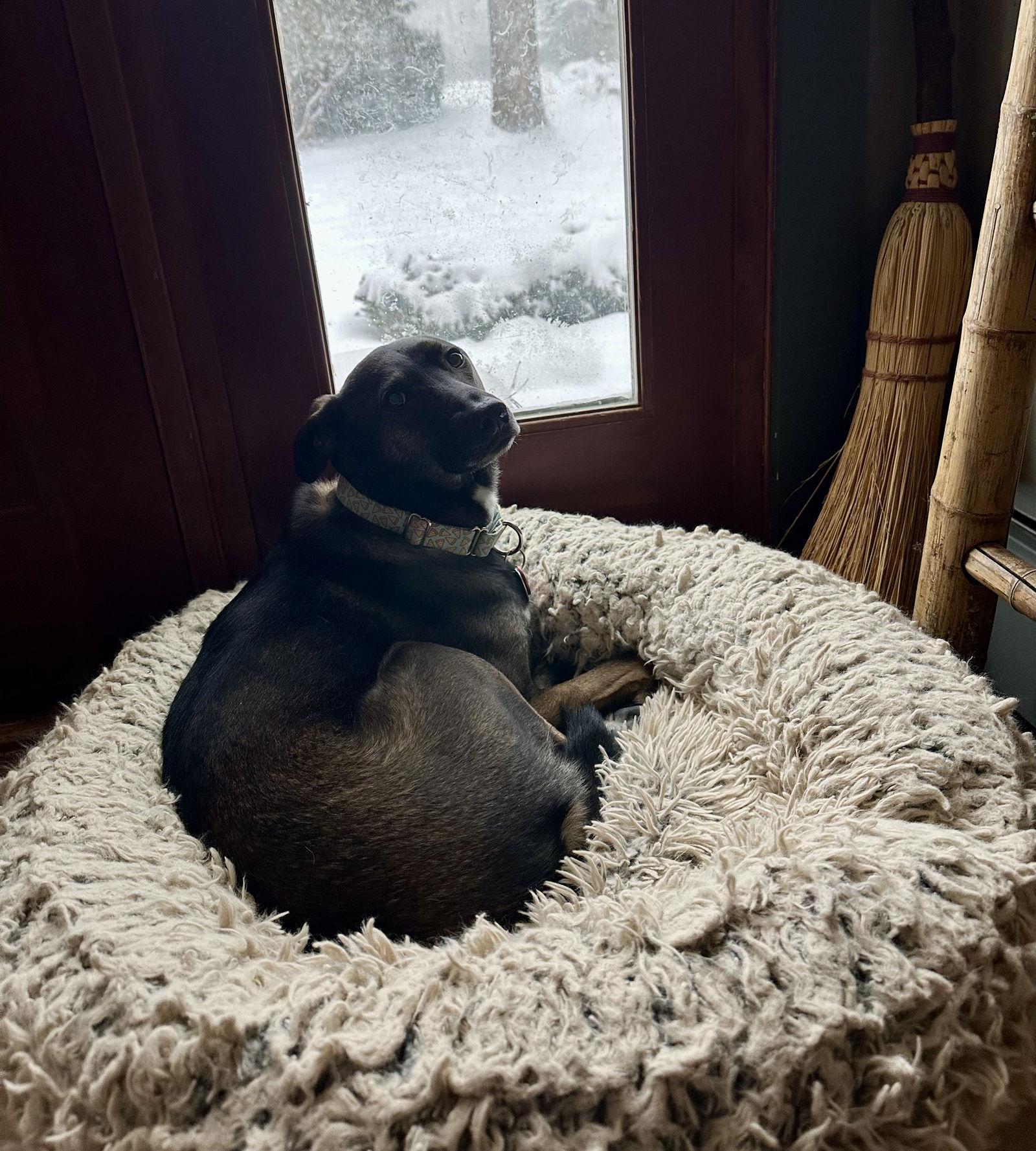 Enlarge Kaia *LOCAL*, a Adoptable Shepherd in Wakefield, RI image 3/3