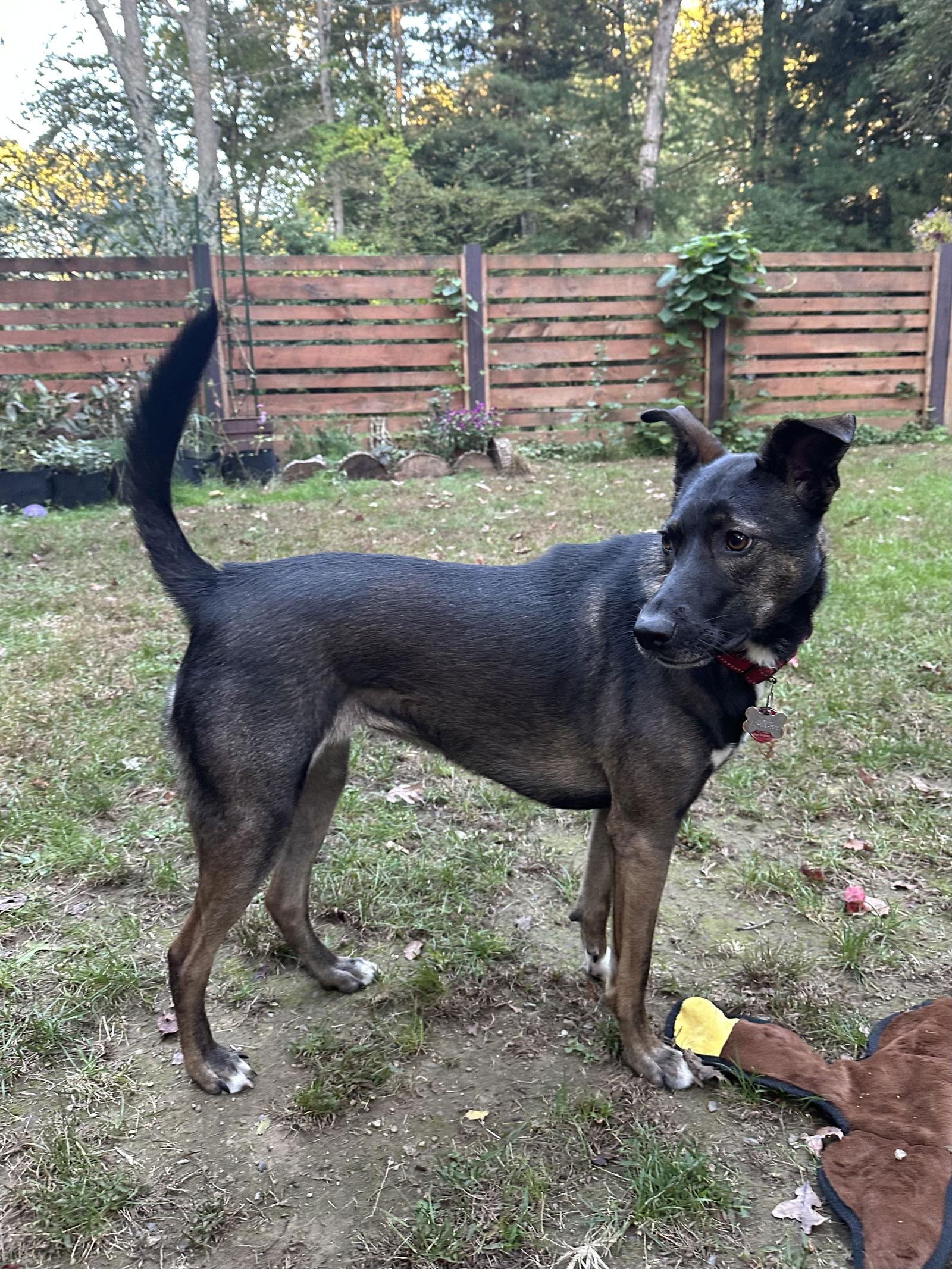 Enlarge Kaia *LOCAL*, a Adoptable Shepherd in Wakefield, RI image 3/3