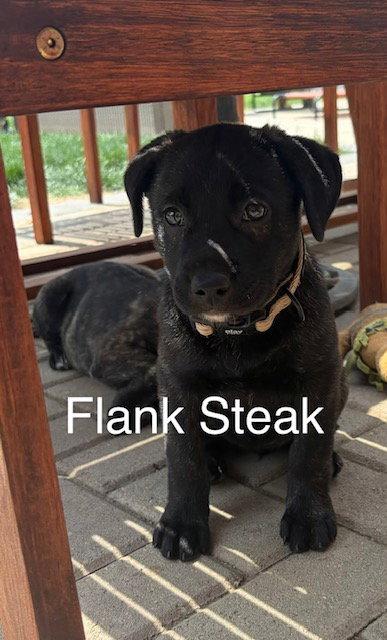 Flank, Adoptable, Puppy Female Labrador Retriever.