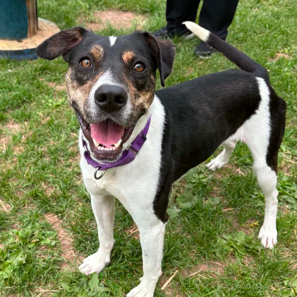 Enlarge Liberty, a Adoptable mixed breed in Syracuse, NY image 1/5