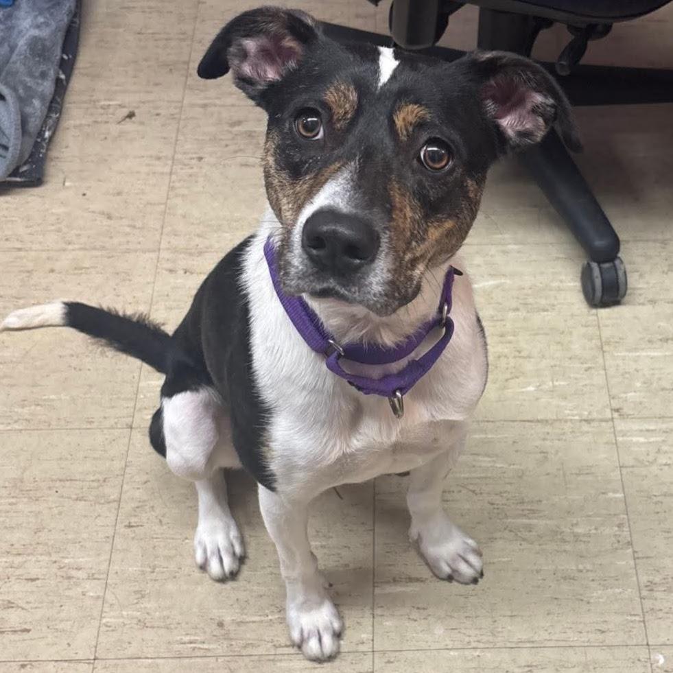 Enlarge Liberty, a Adoptable mixed breed in Syracuse, NY image 2/5