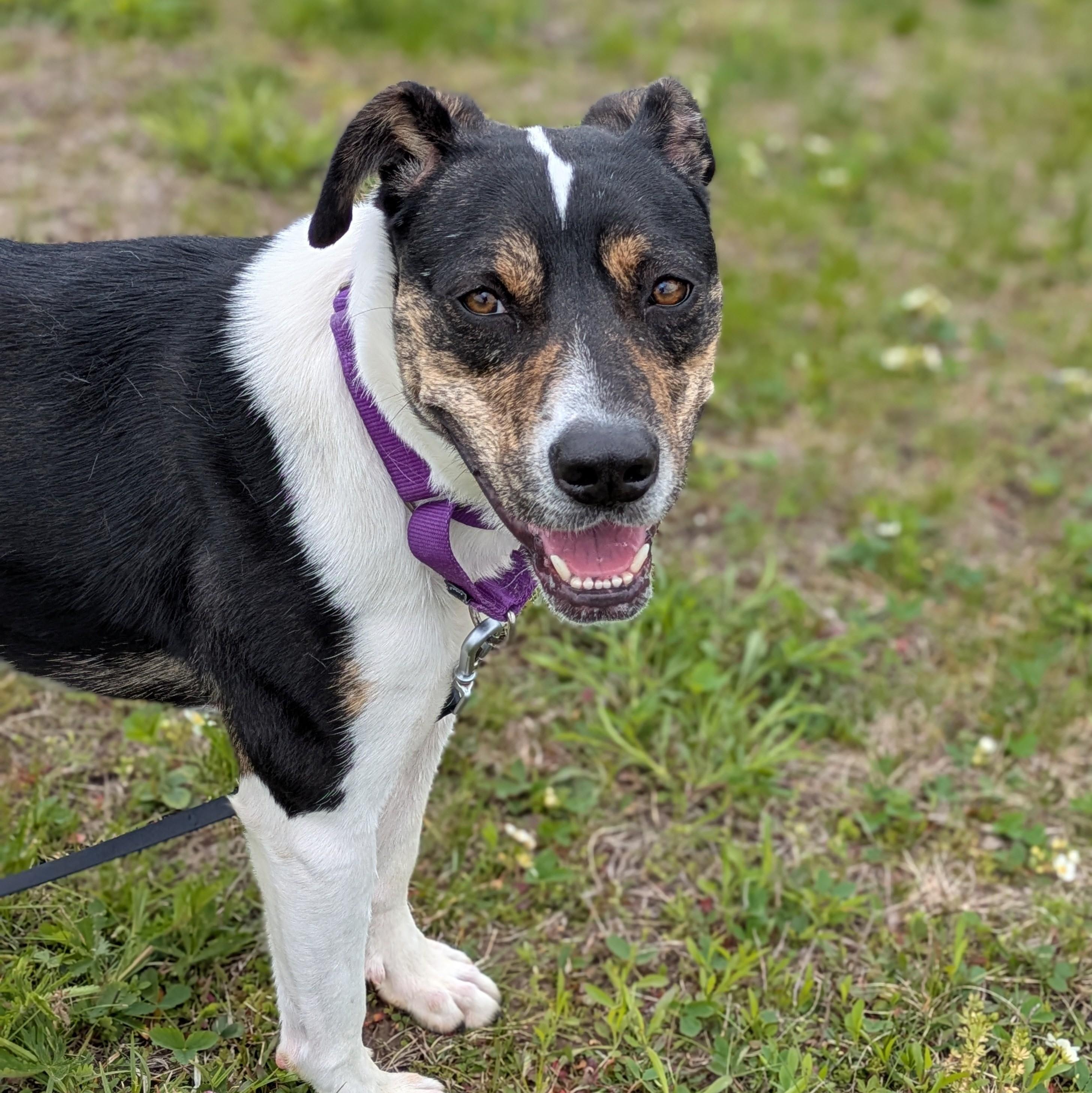 Enlarge Liberty, a Adoptable mixed breed in Syracuse, NY image 3/5