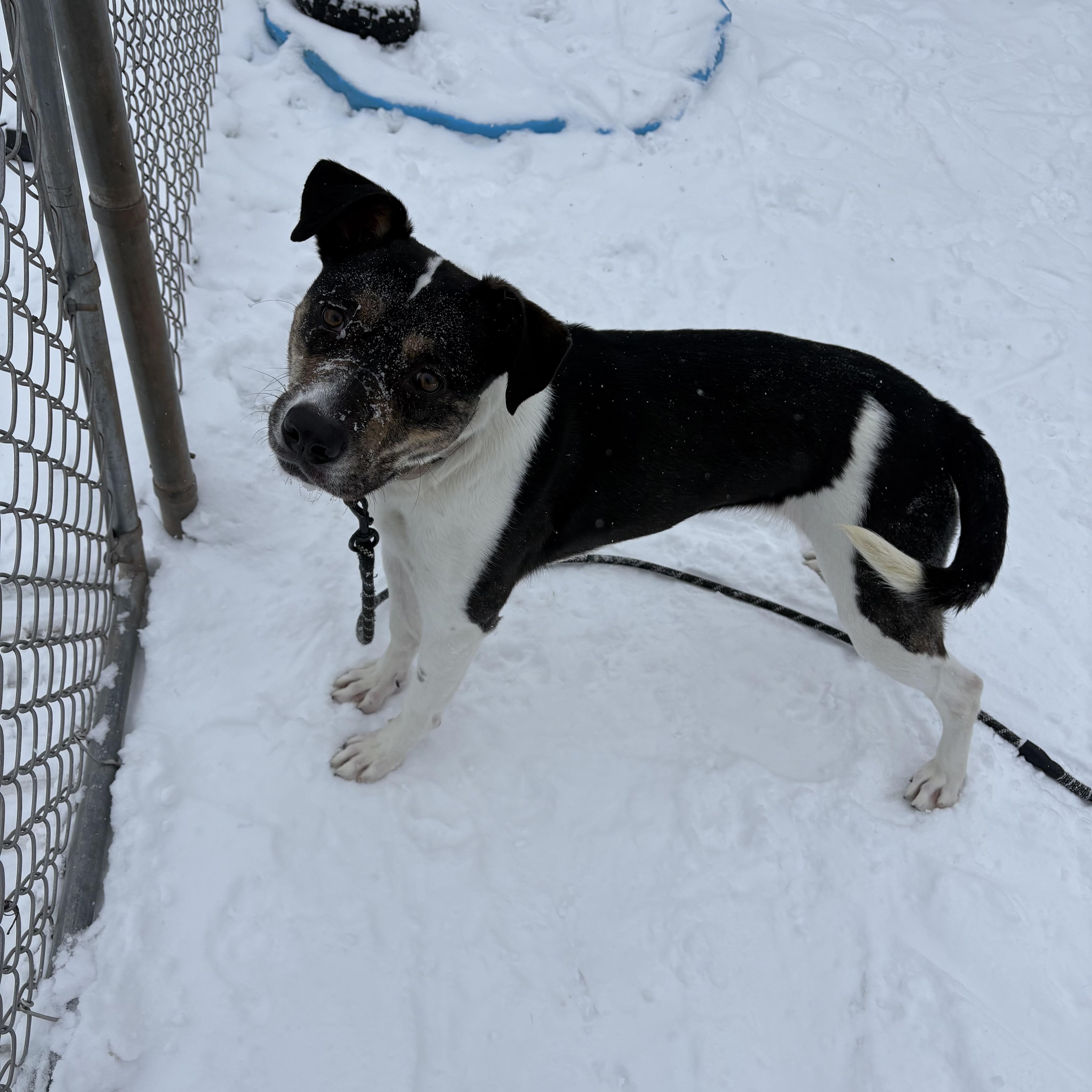 Enlarge Liberty, a Adoptable mixed breed in Syracuse, NY image 5/5