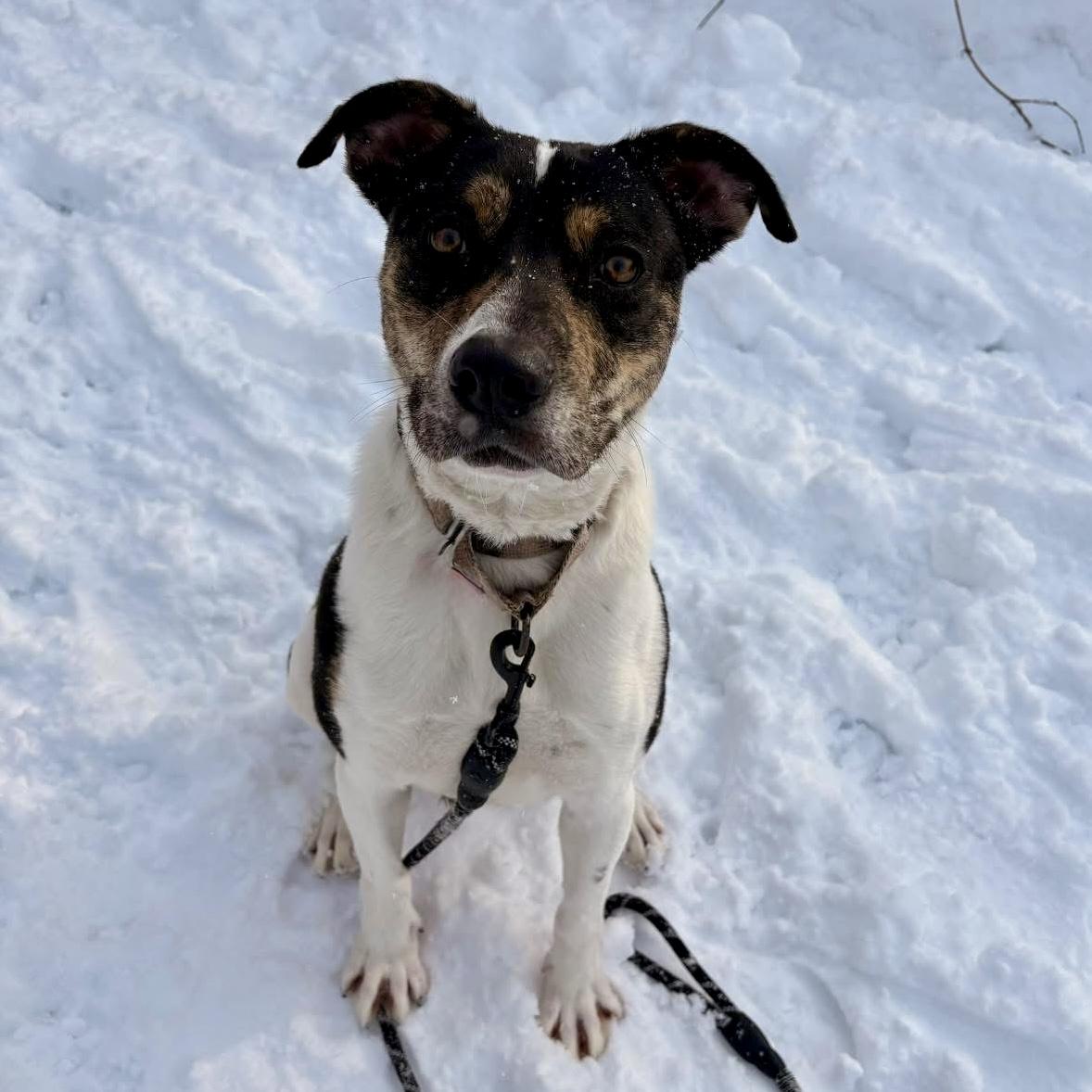 Enlarge Liberty, a Adoptable mixed breed in Syracuse, NY image 4/5