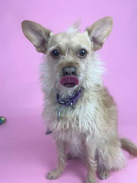 Kenzie, Adoptable, Senior Female Terrier.