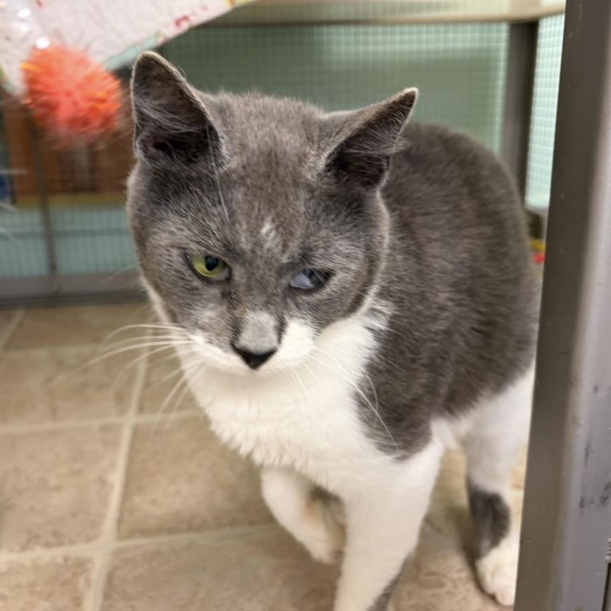 Perriwinkle, Ivy & Willow (from same location), a Adoptable Domestic Short Hair in DeWitt, NY image 4/6
