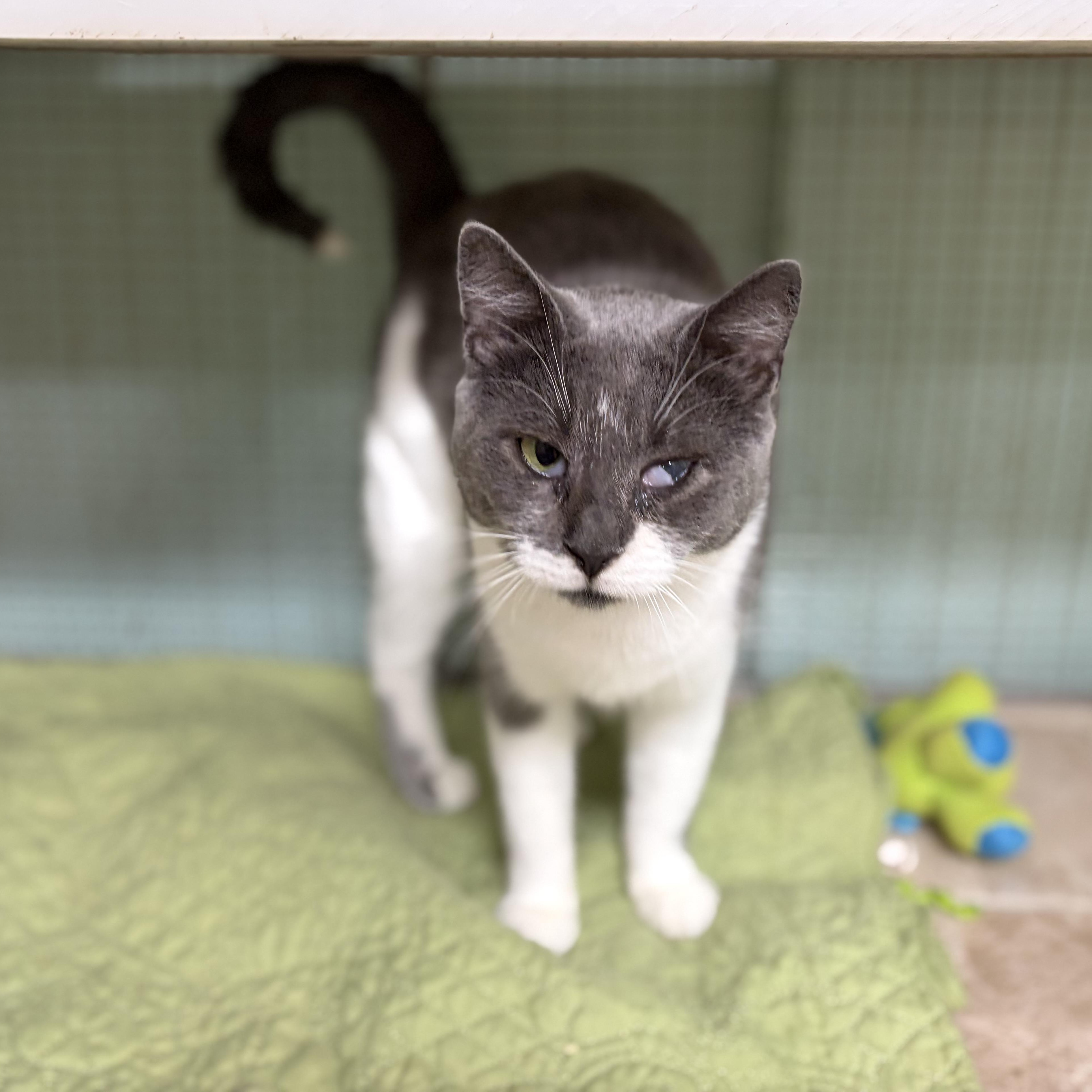 Perriwinkle, Ivy & Willow (from same location), Adoptable, Young Female Domestic Short Hair.