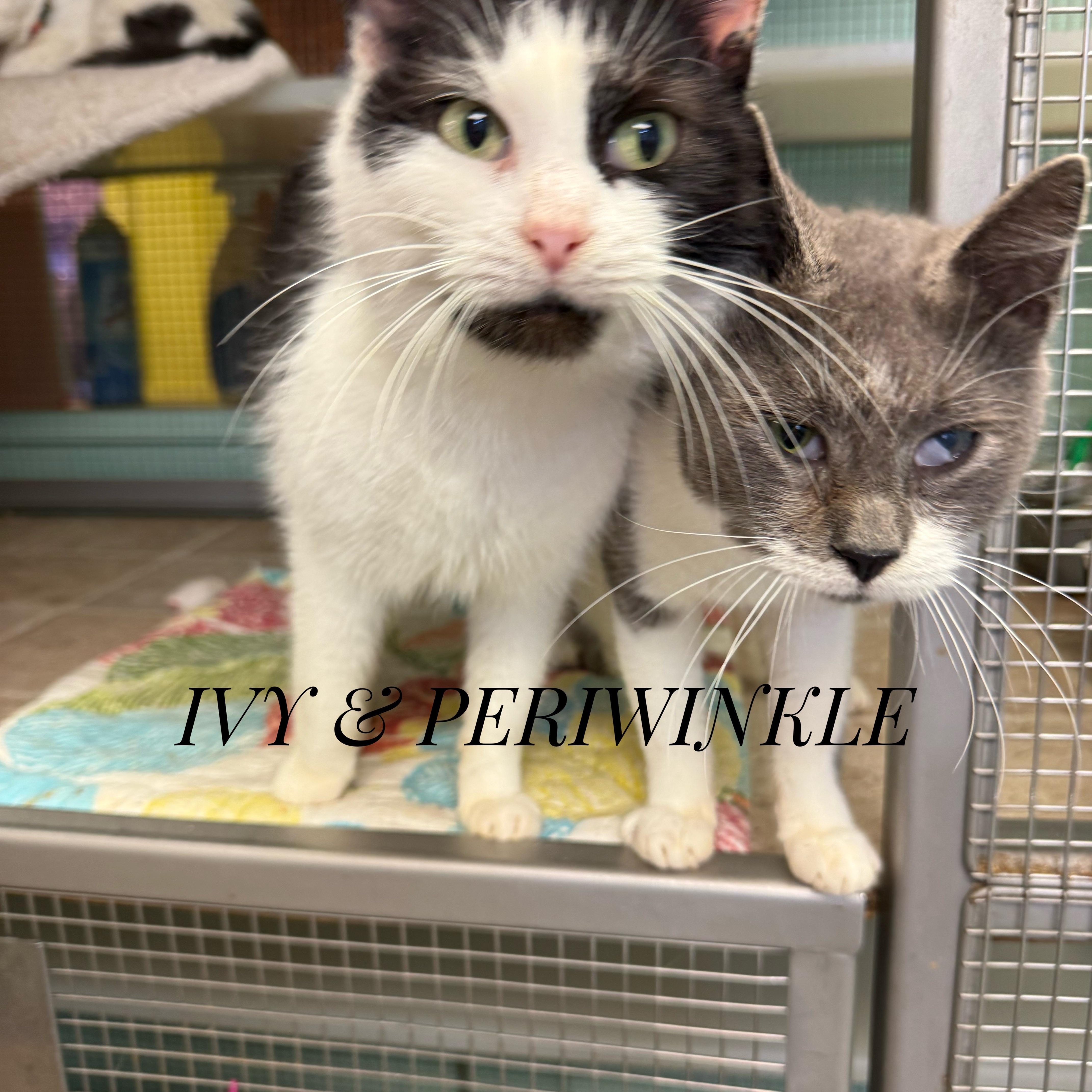 Perriwinkle, Ivy & Willow (from same location), a Adoptable Domestic Short Hair in DeWitt, NY image 2/6