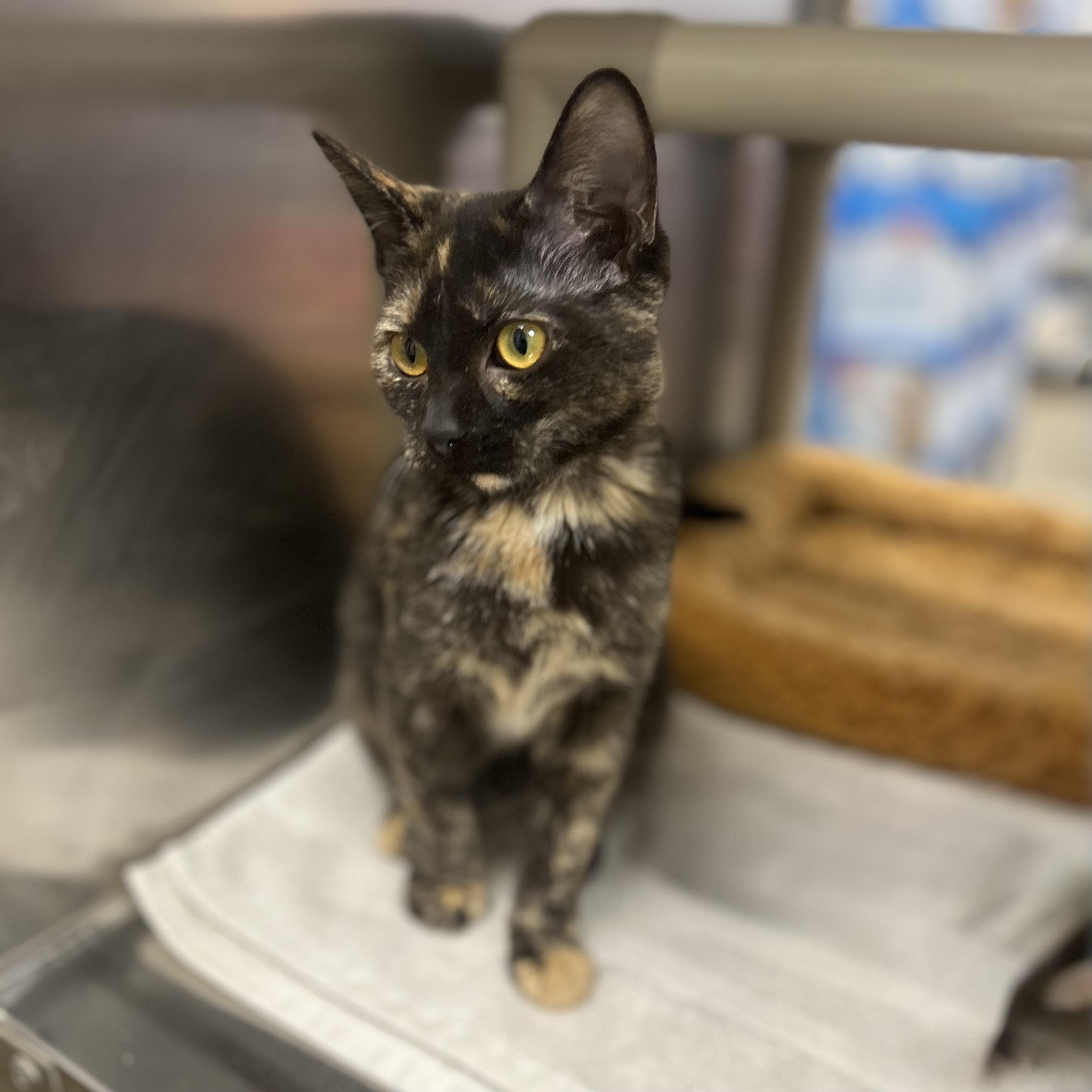 Enlarge Isadora, a Adoptable Domestic Short Hair in Norwalk, CT image 3/3