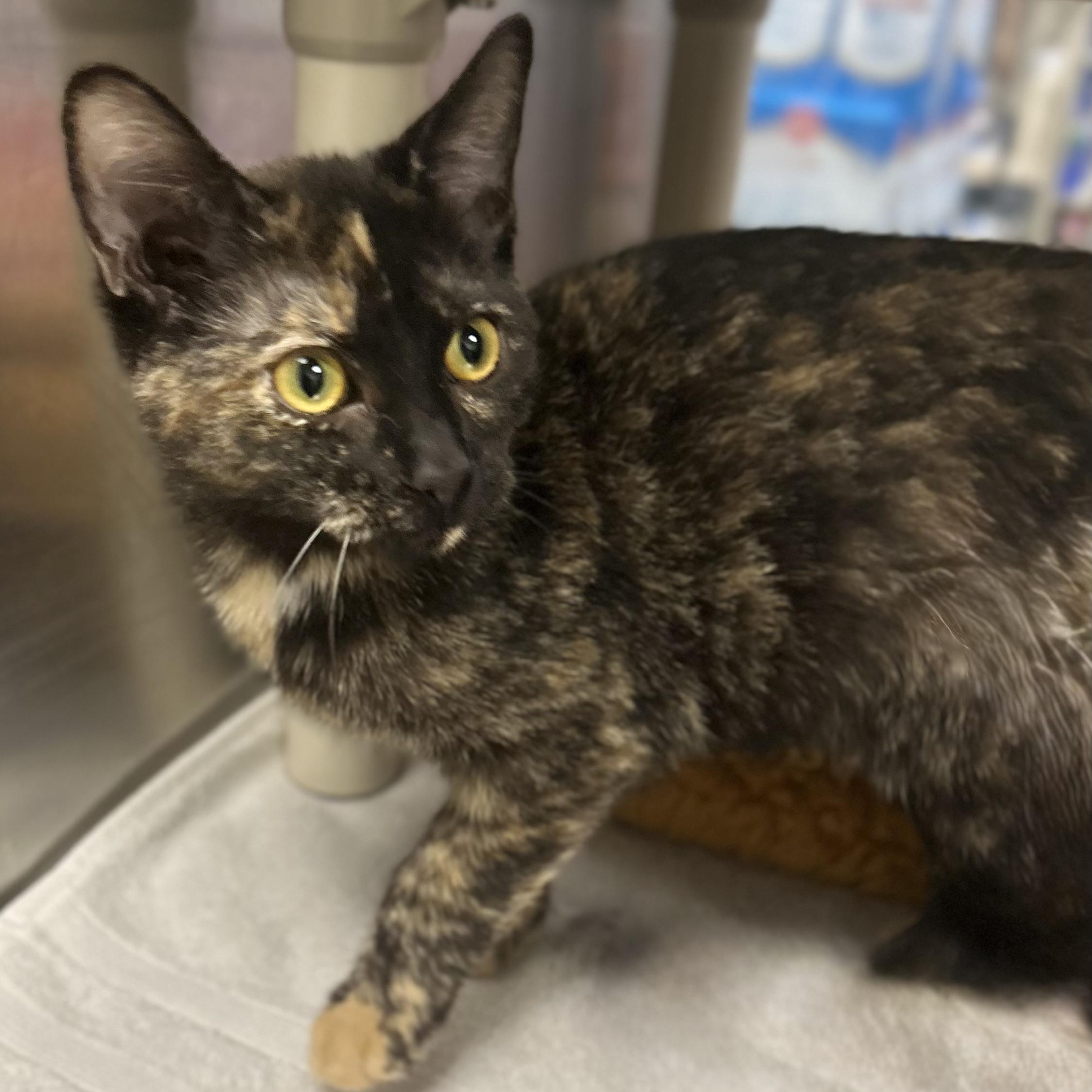 Enlarge Isadora, a Adoptable Domestic Short Hair in Norwalk, CT image 2/3