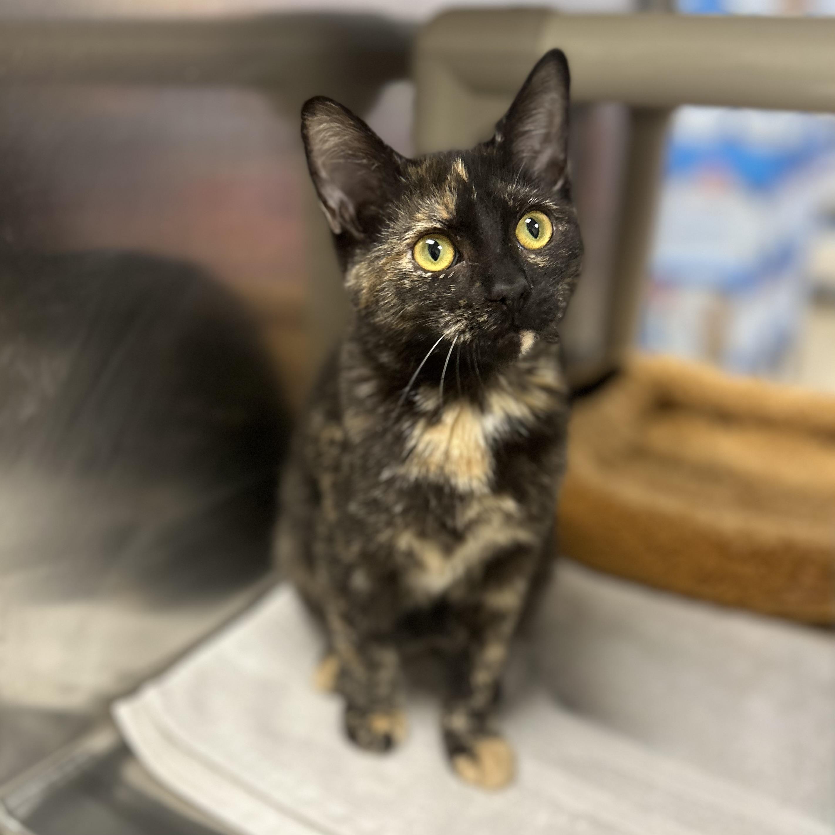 Enlarge Isadora, a Adoptable Domestic Short Hair in Norwalk, CT image 1/3