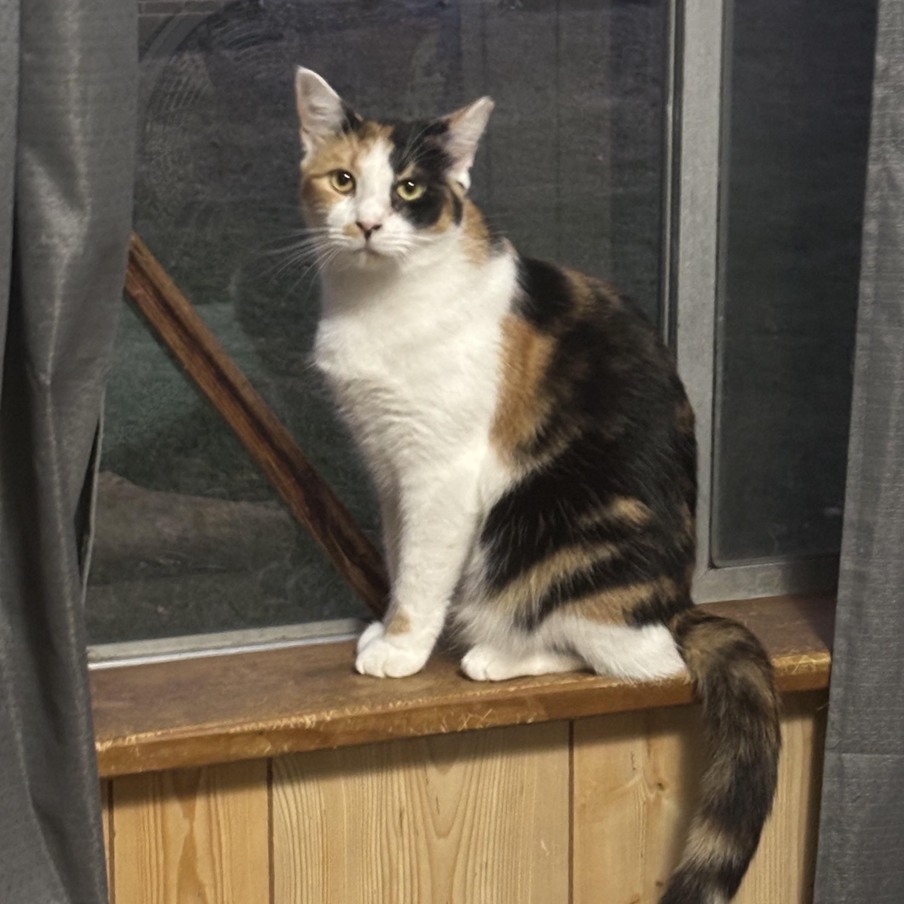 Enlarge Rachel, a Adoptable Calico in Greensboro, NC image 1/1
