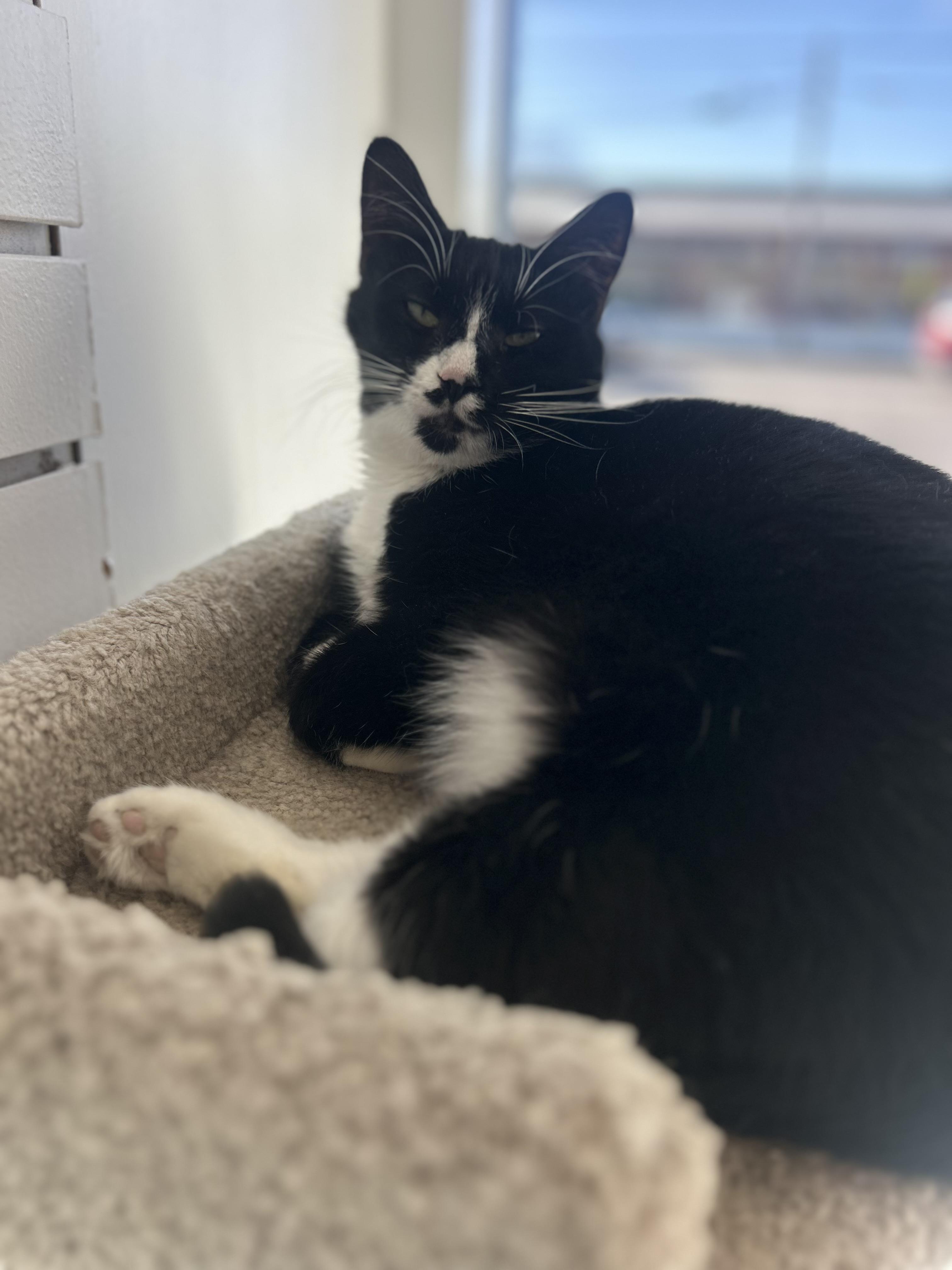 Natasha , a ADOPTABLE Domestic Short Hair in Hellertown, PA image 1/3