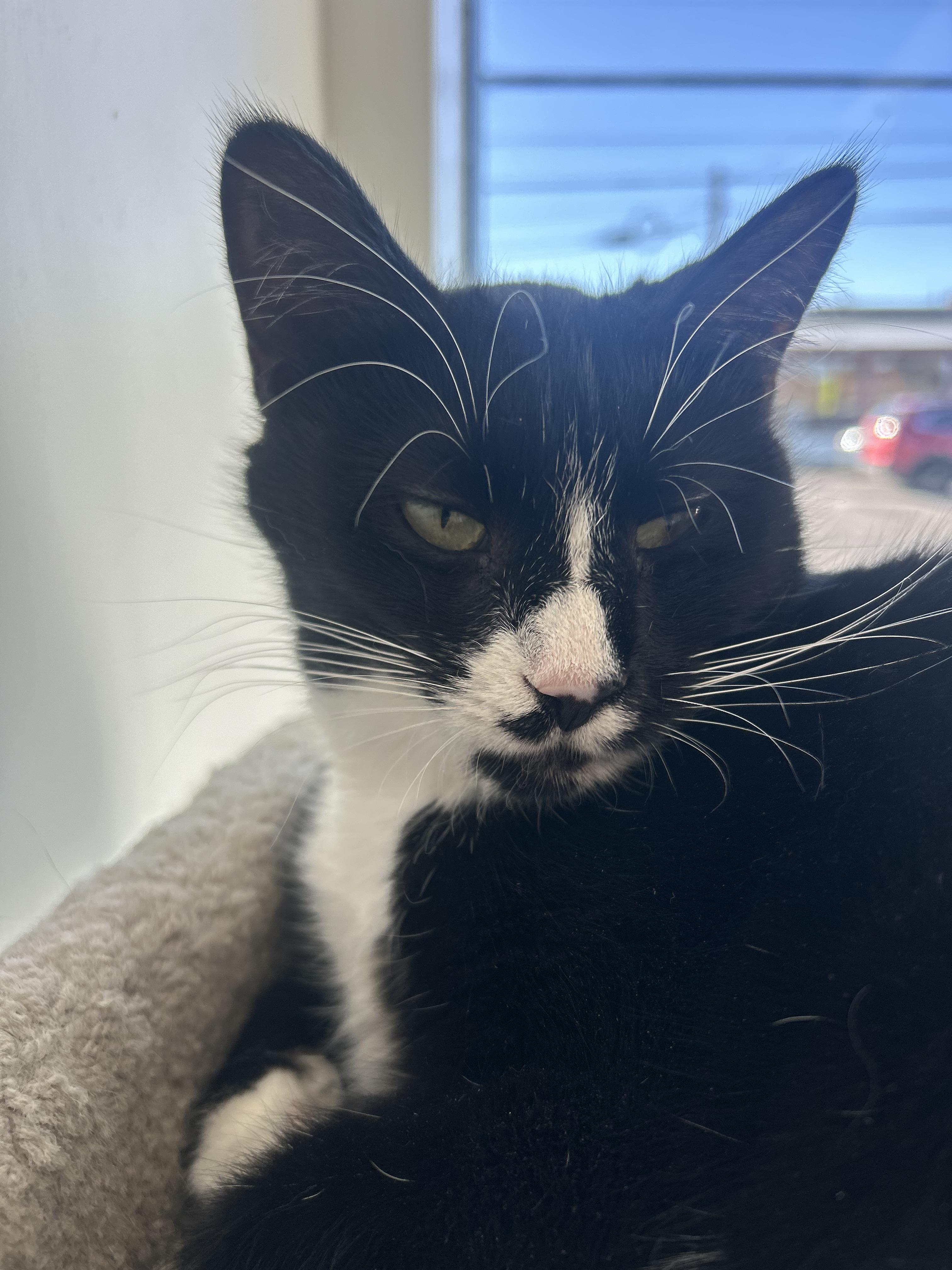 Natasha , a ADOPTABLE Domestic Short Hair in Hellertown, PA image 3/3