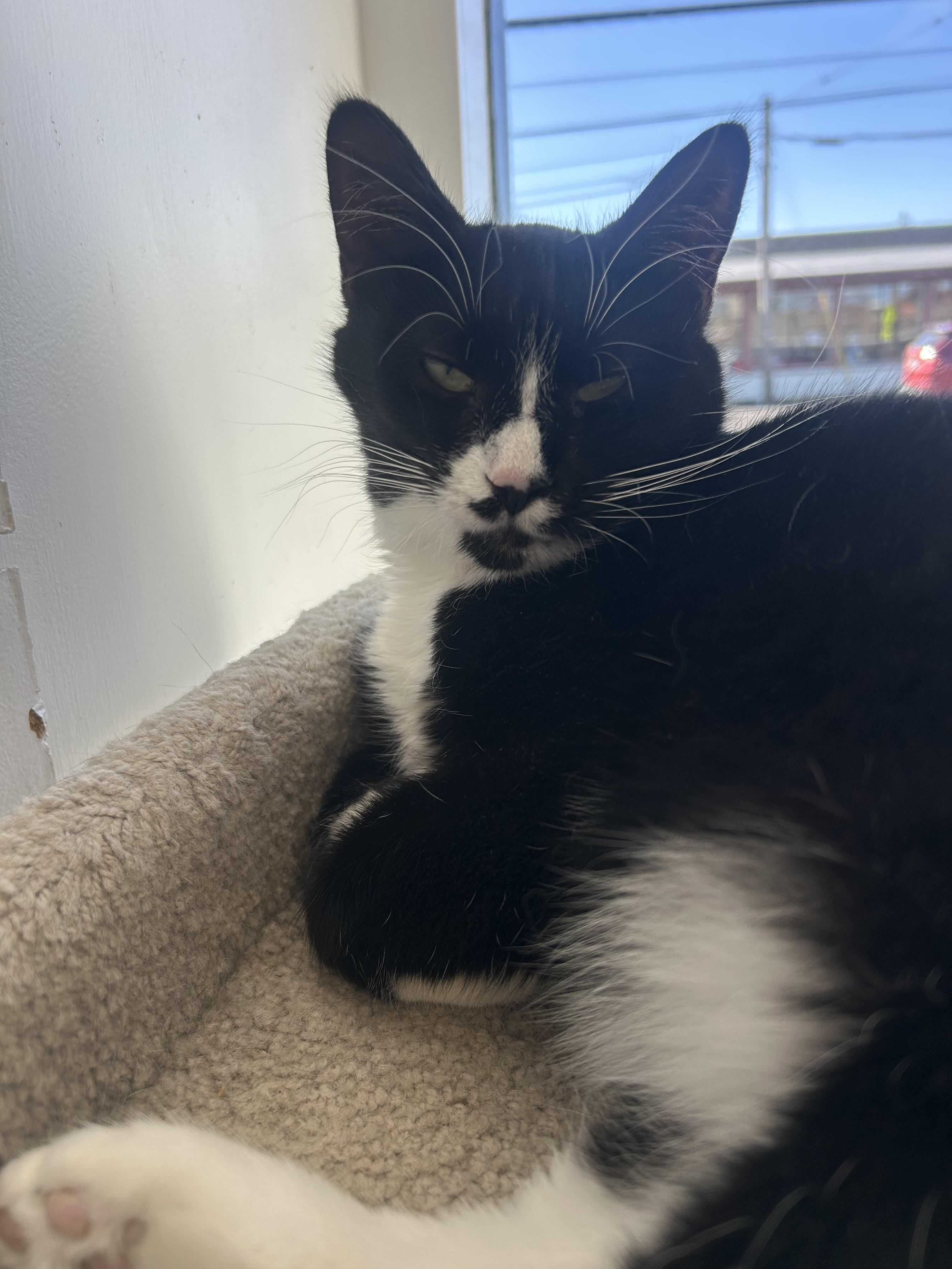 Natasha , a ADOPTABLE Domestic Short Hair in Hellertown, PA image 2/3