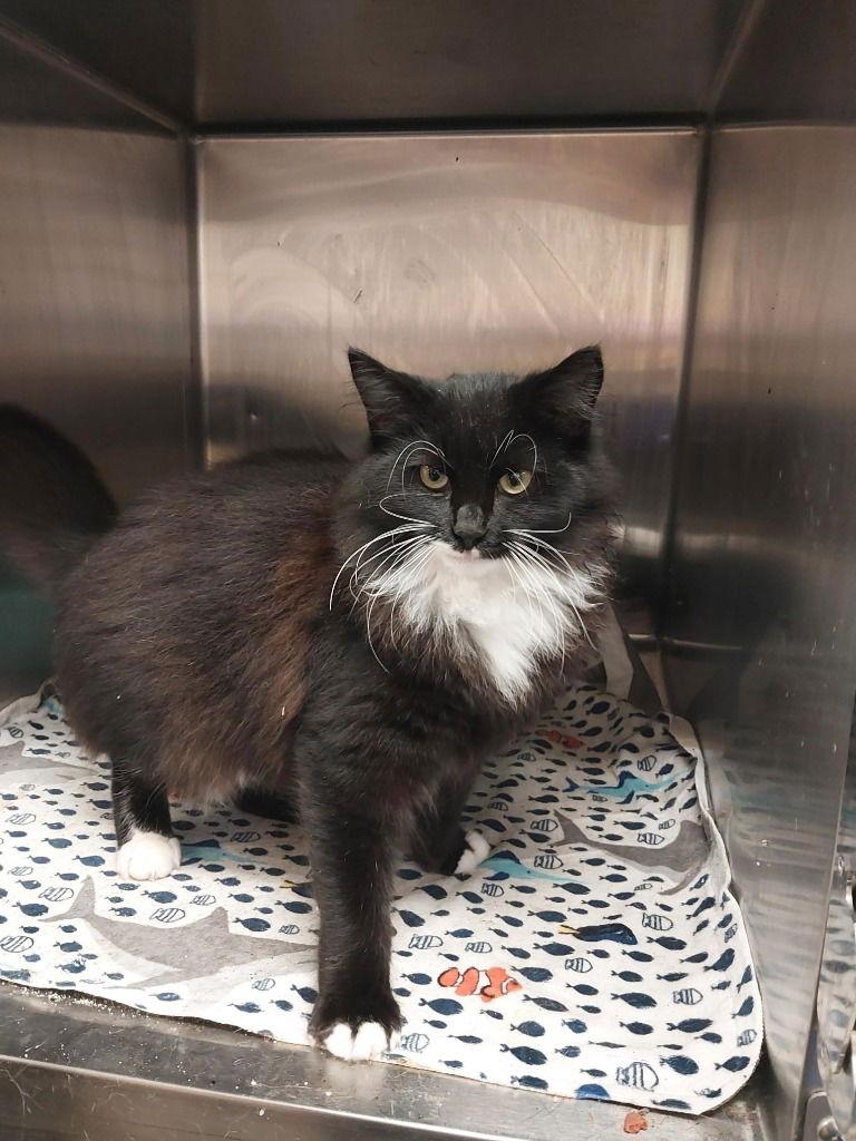 25-697 Tina, Adoptable, Young Female Domestic Short Hair.