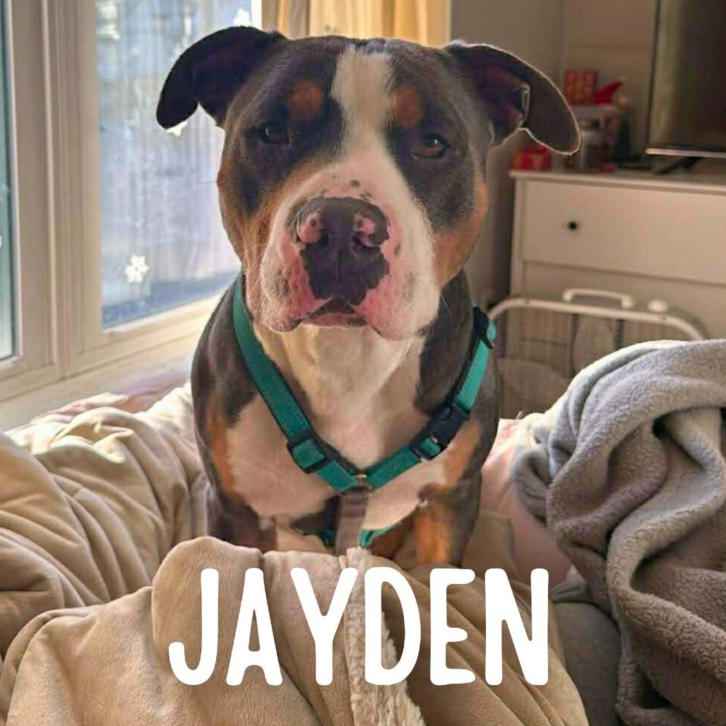 Jayden, Adoptable, Adult Male Mixed Breed.