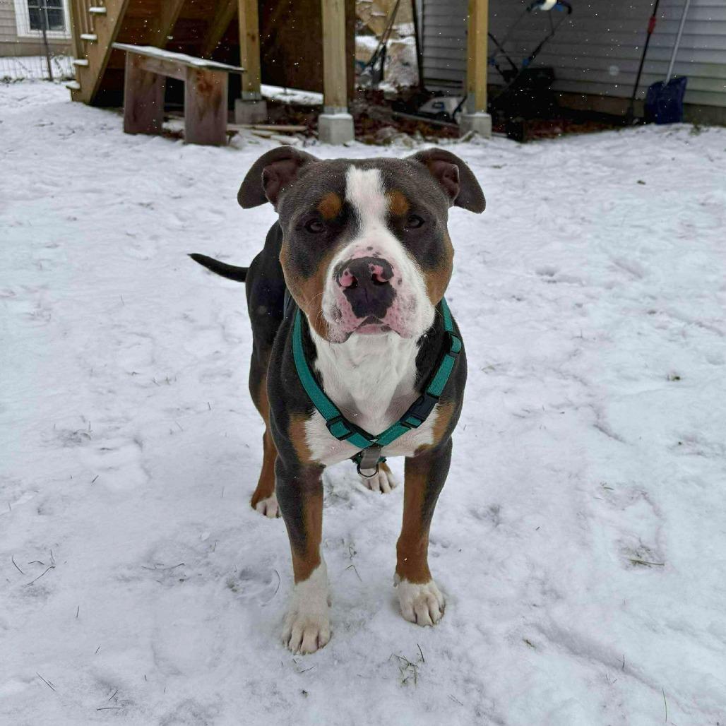 Enlarge Jayden, a Adoptable Mixed Breed in South Portland, ME image 2/5