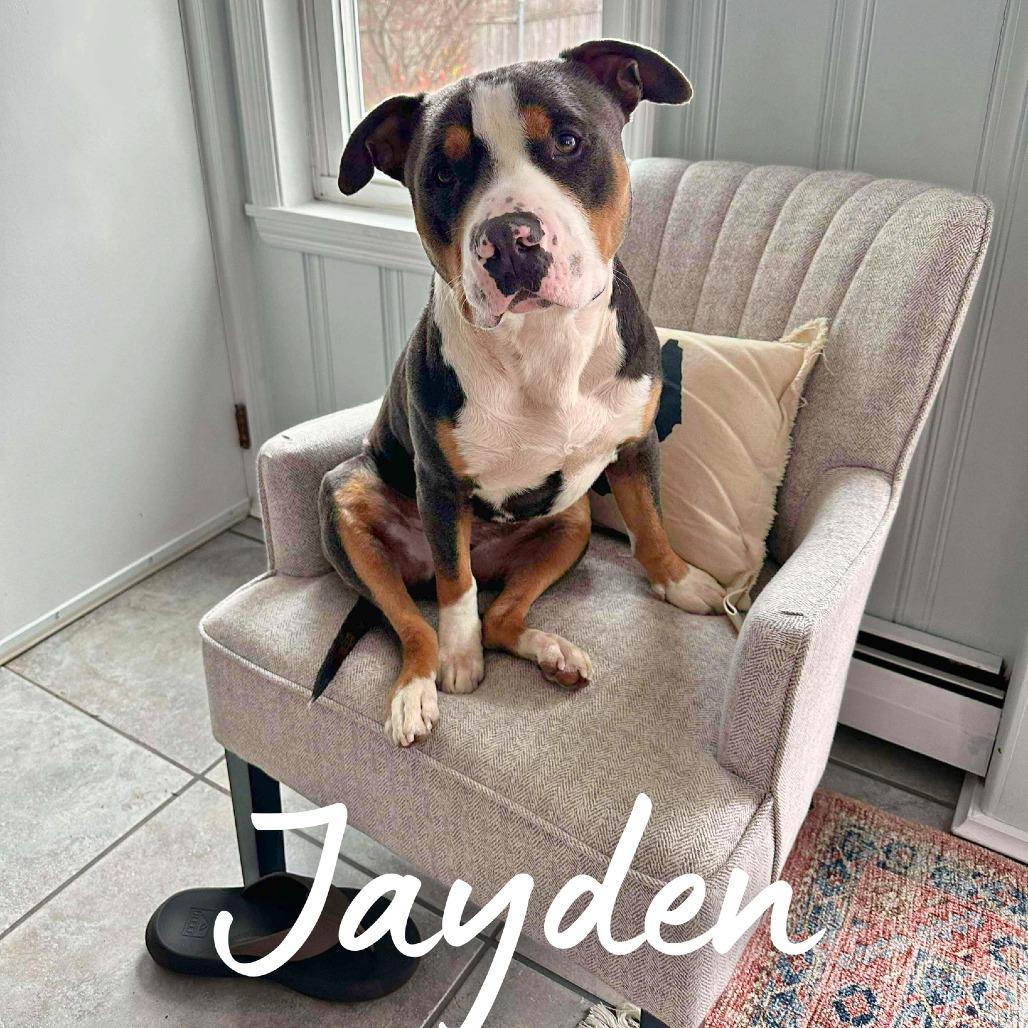 Enlarge Jayden, a Adoptable Mixed Breed in South Portland, ME image 1/5