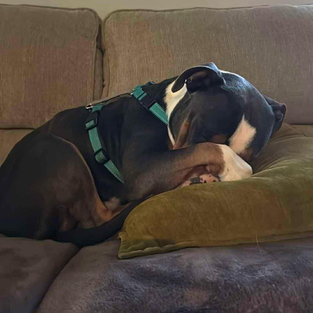 Enlarge Jayden, a Adoptable Mixed Breed in South Portland, ME image 4/5