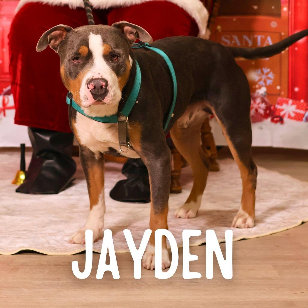 Enlarge Jayden, a Adoptable Mixed Breed in South Portland, ME image 2/5