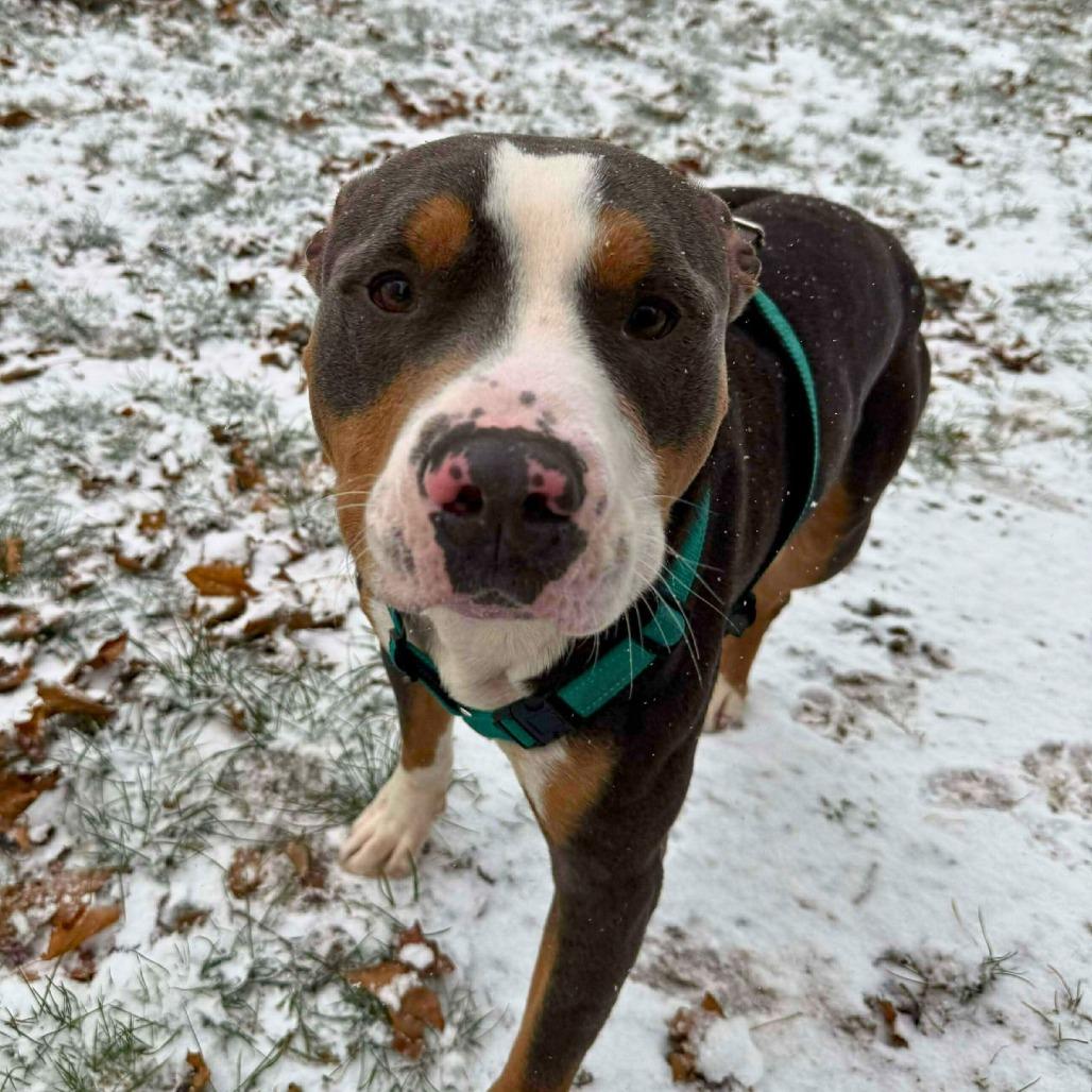 Enlarge Jayden, a Adoptable Mixed Breed in South Portland, ME image 5/5